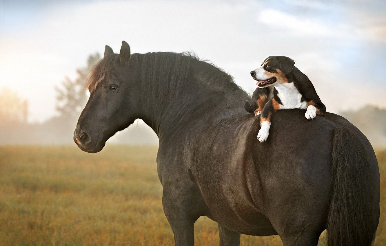 Horse And Dog Pictures Wallpapers