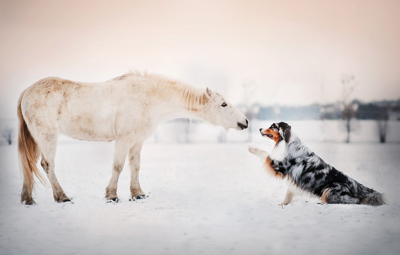 Horse And Dog Pictures Wallpapers