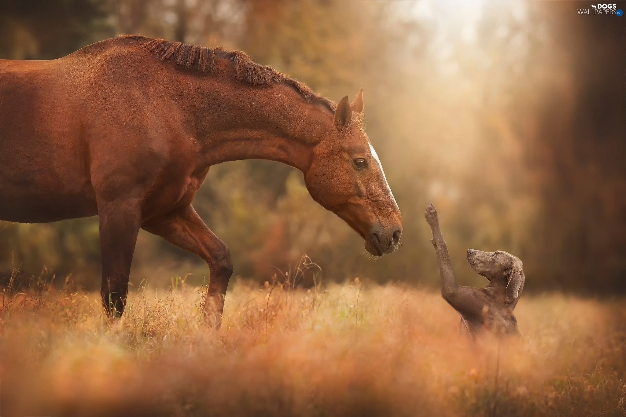 Horse And Dog Pictures Wallpapers