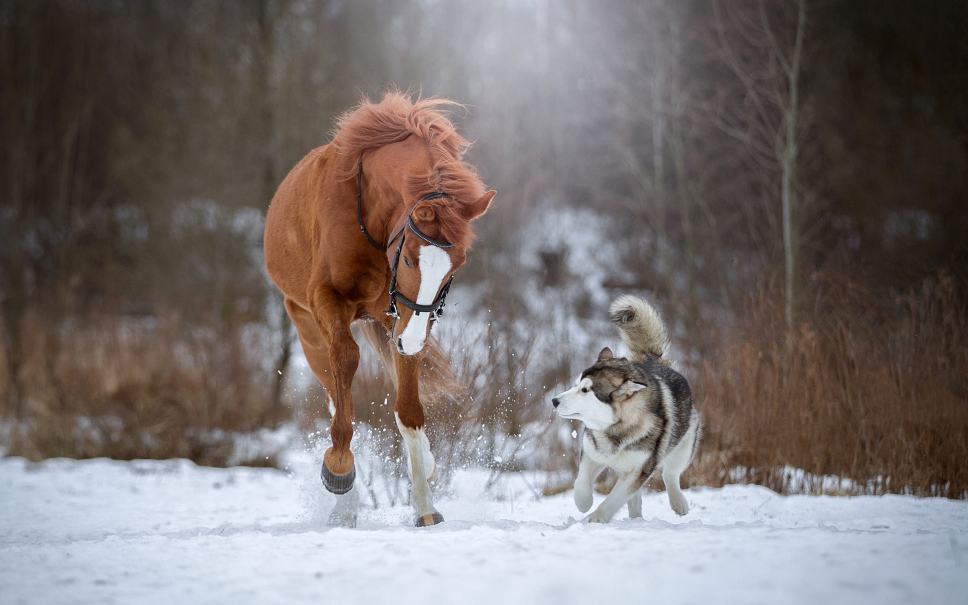 Horse And Dog Pictures Wallpapers
