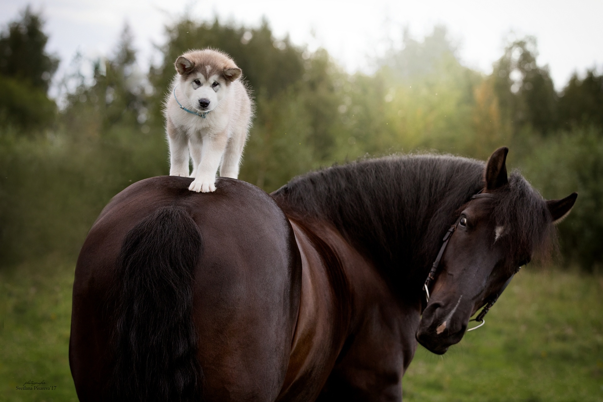 Horse And Dog Pictures Wallpapers