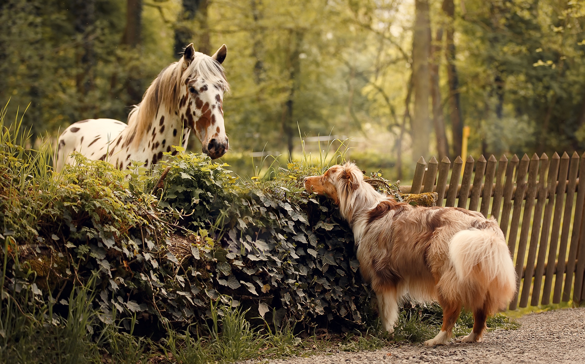 Horse And Dog Pictures Wallpapers