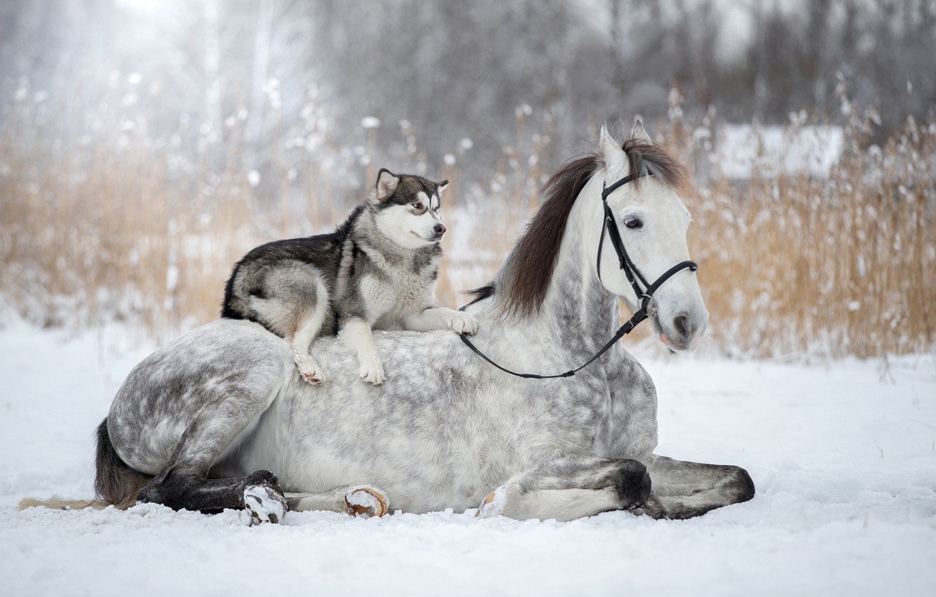 Horse And Dog Pictures Wallpapers