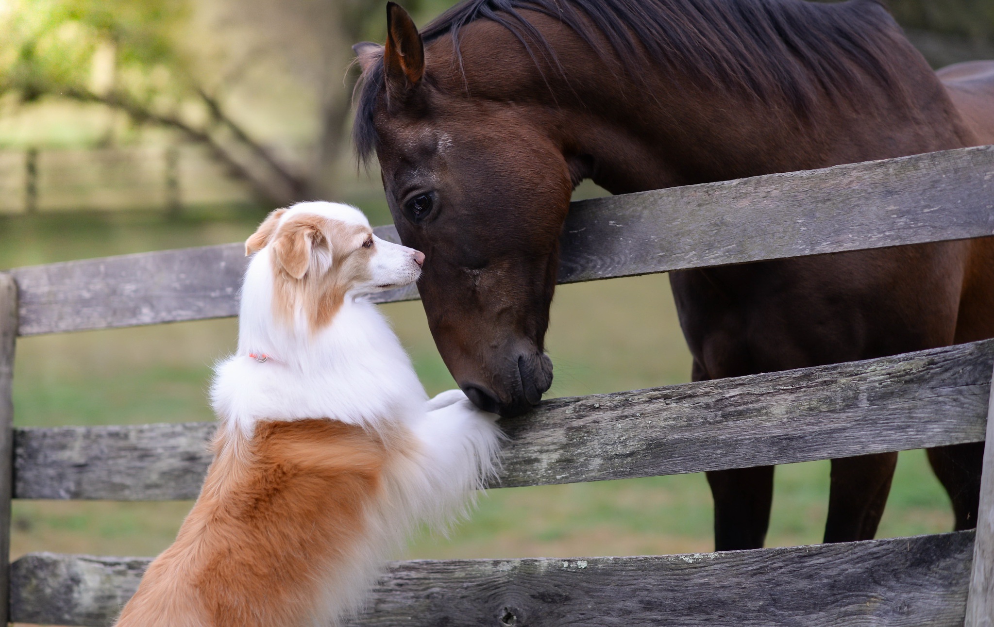 Horse And Dog Pictures Wallpapers