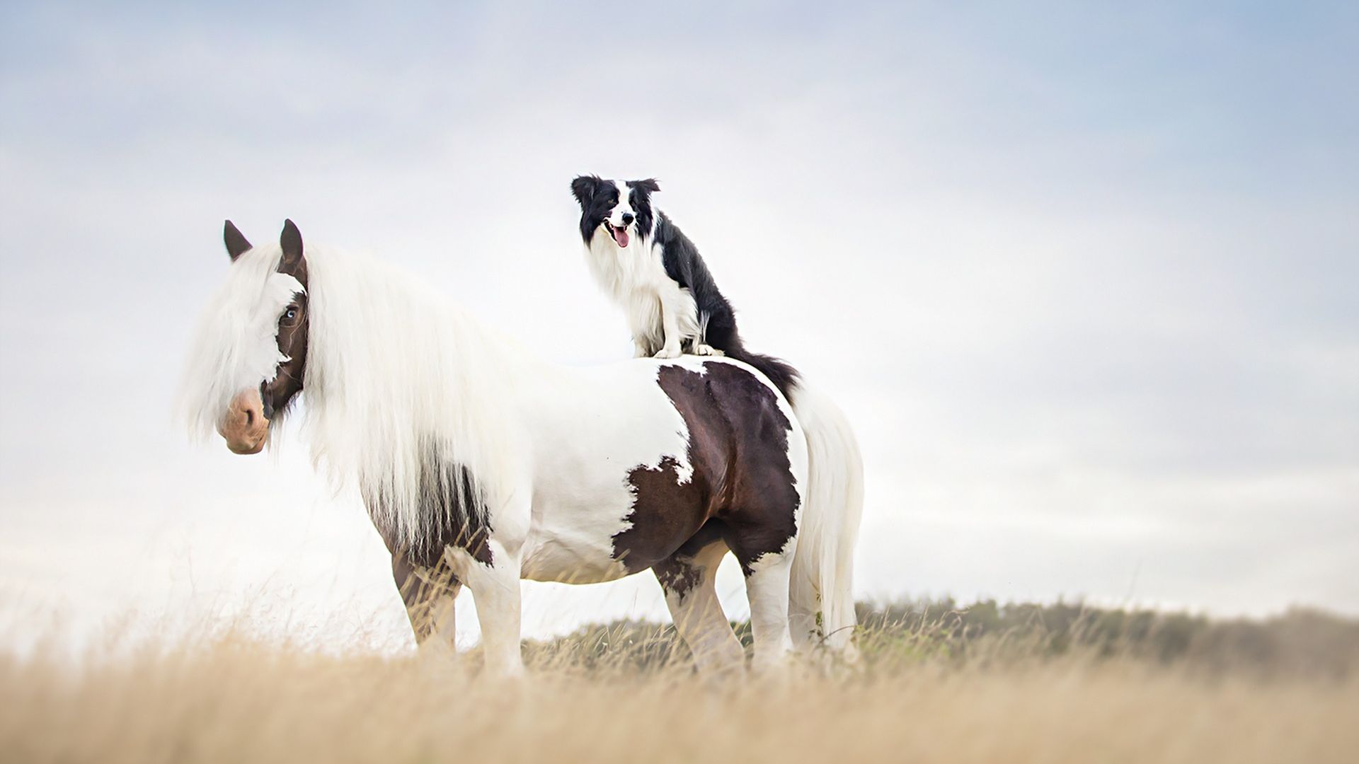 Horse And Dog Pictures Wallpapers