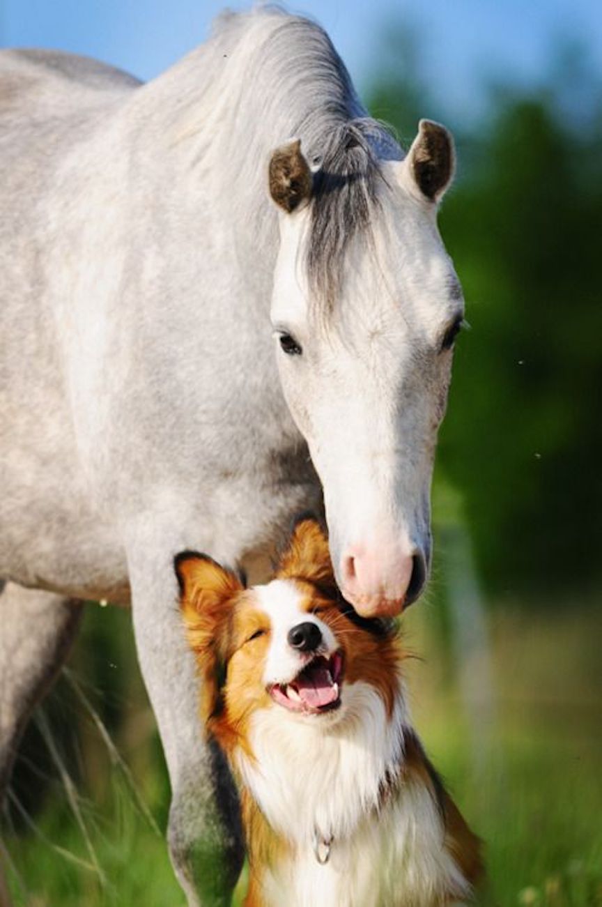 Horse And Dog Pictures Wallpapers