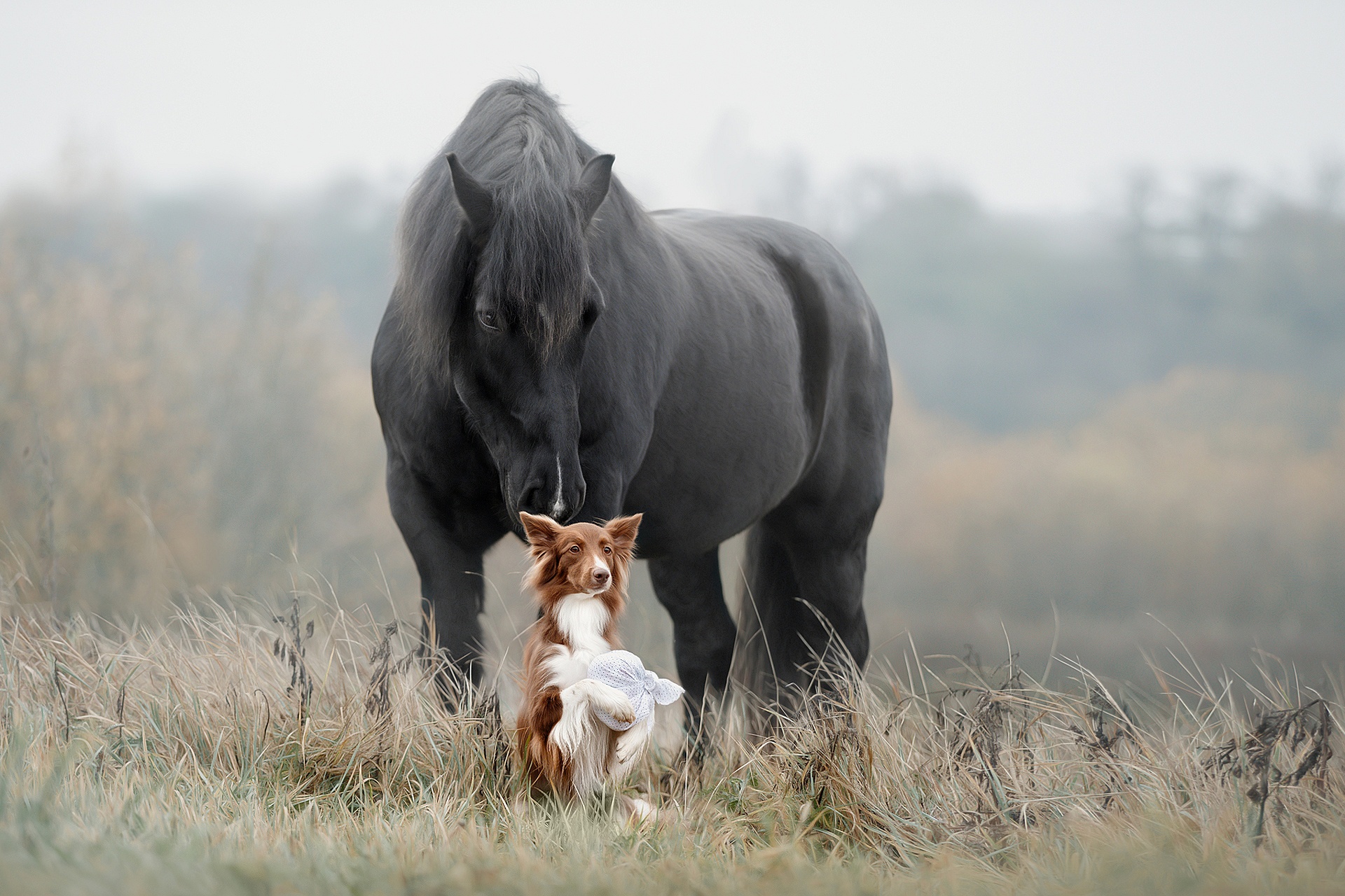 Horse And Dog Pictures Wallpapers