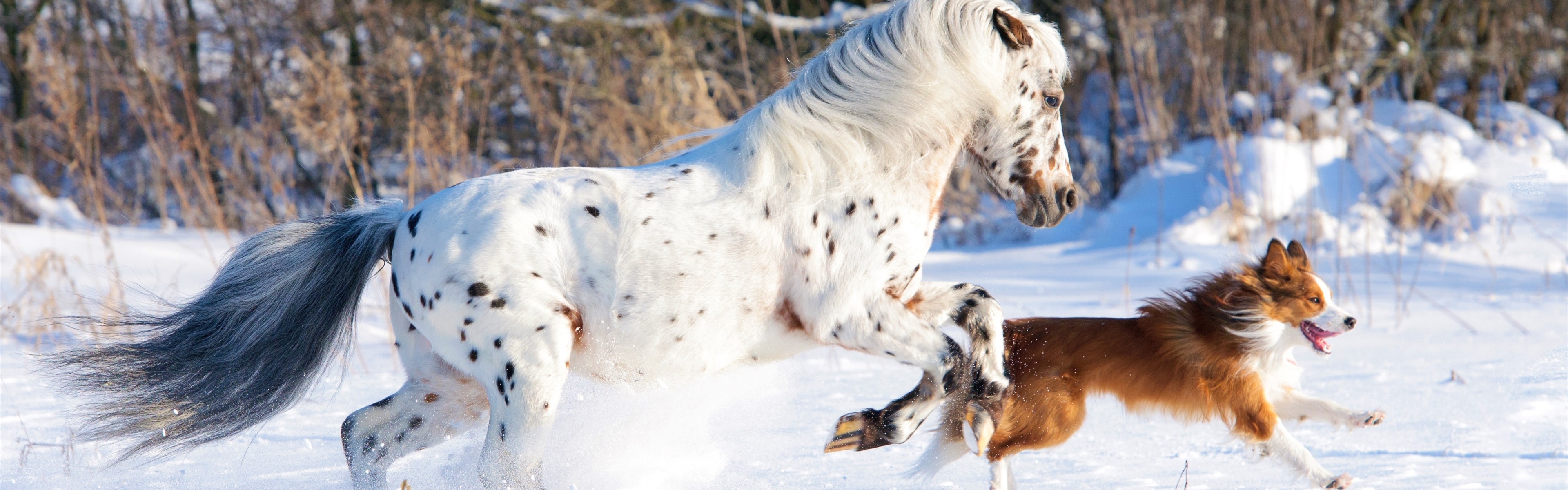 Horse And Dog Pictures Wallpapers