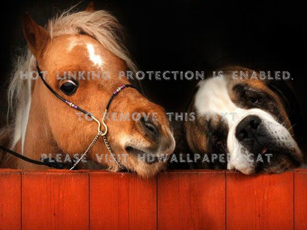 Horse And Dog Pictures Wallpapers