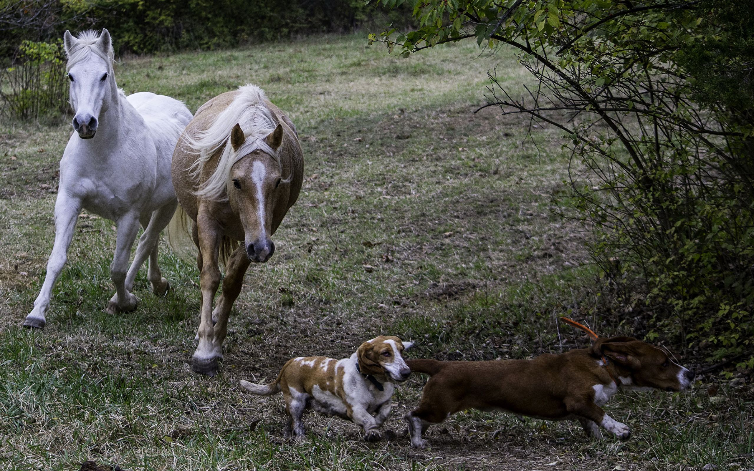 Horse And Dog Pictures Wallpapers