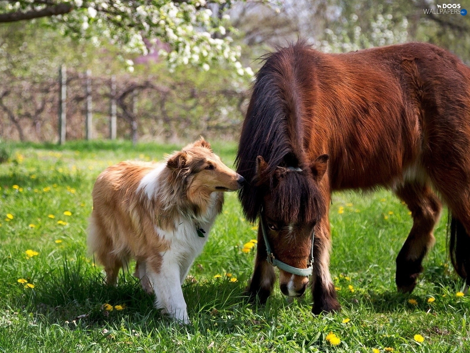 Horse And Dog Pictures Wallpapers