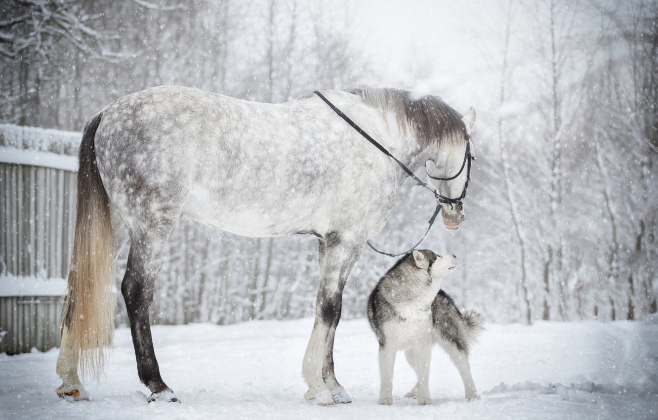 Horse And Dog Pictures Wallpapers