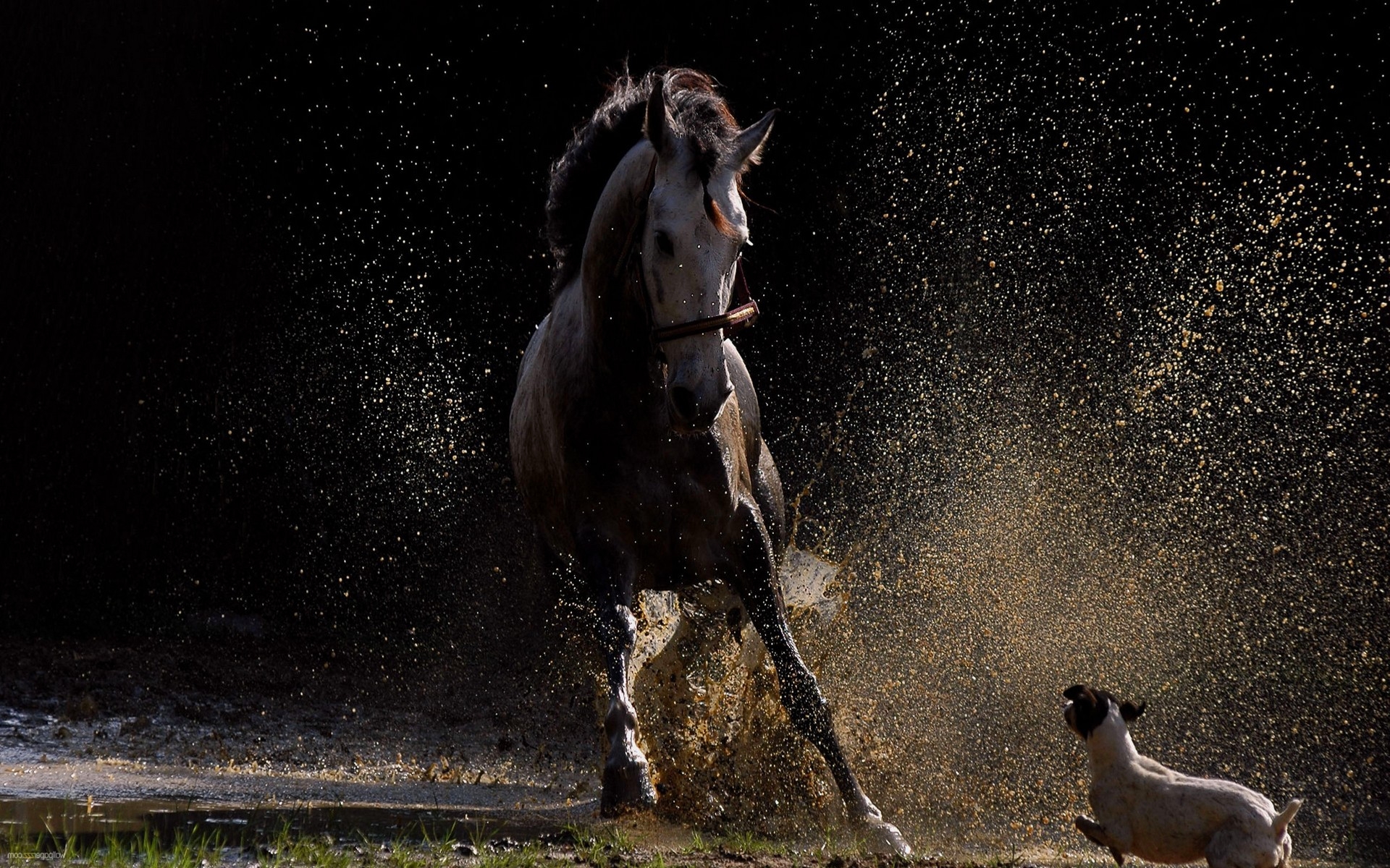 Horse And Dog Pictures Wallpapers