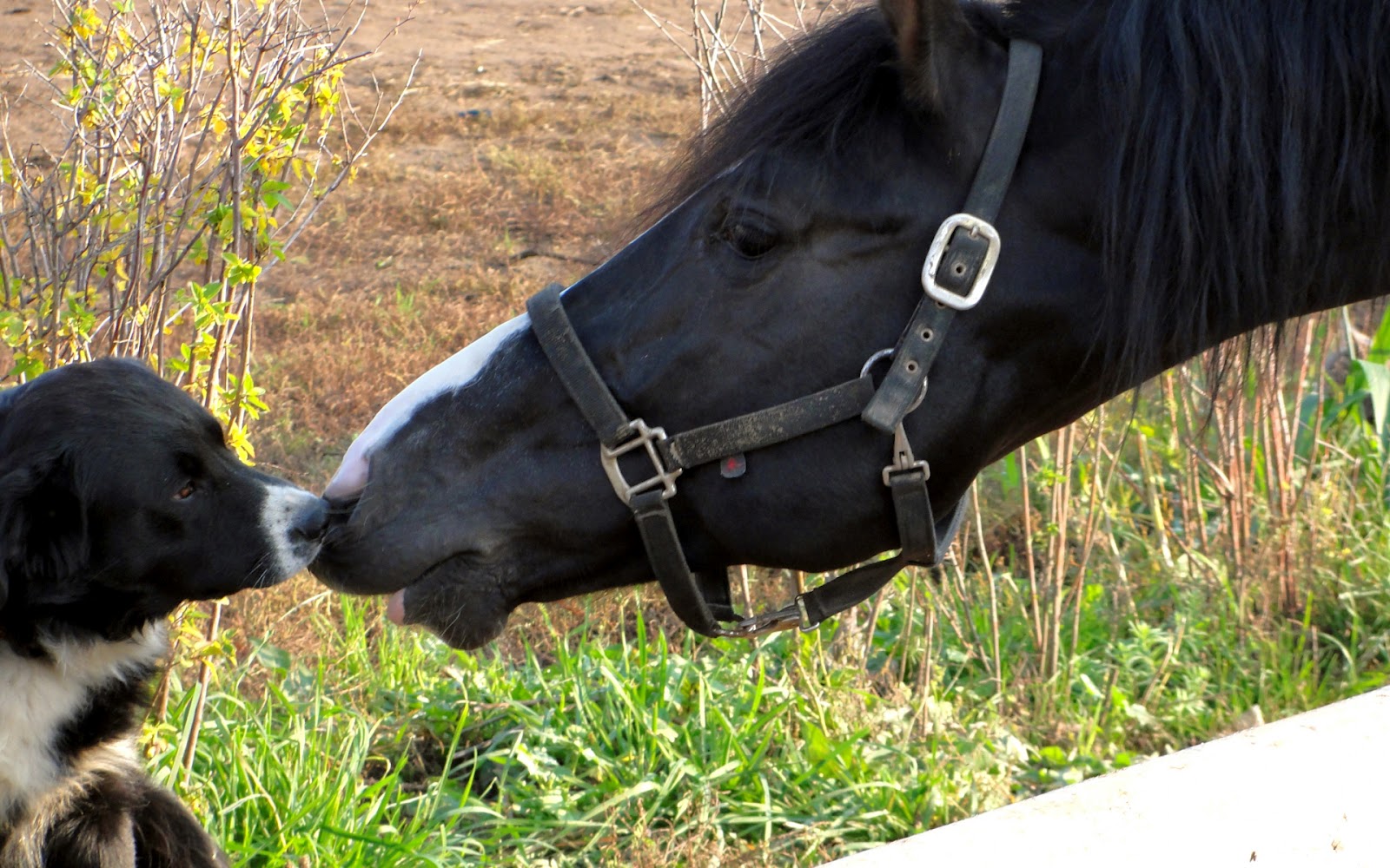 Horse And Dog Pictures Wallpapers