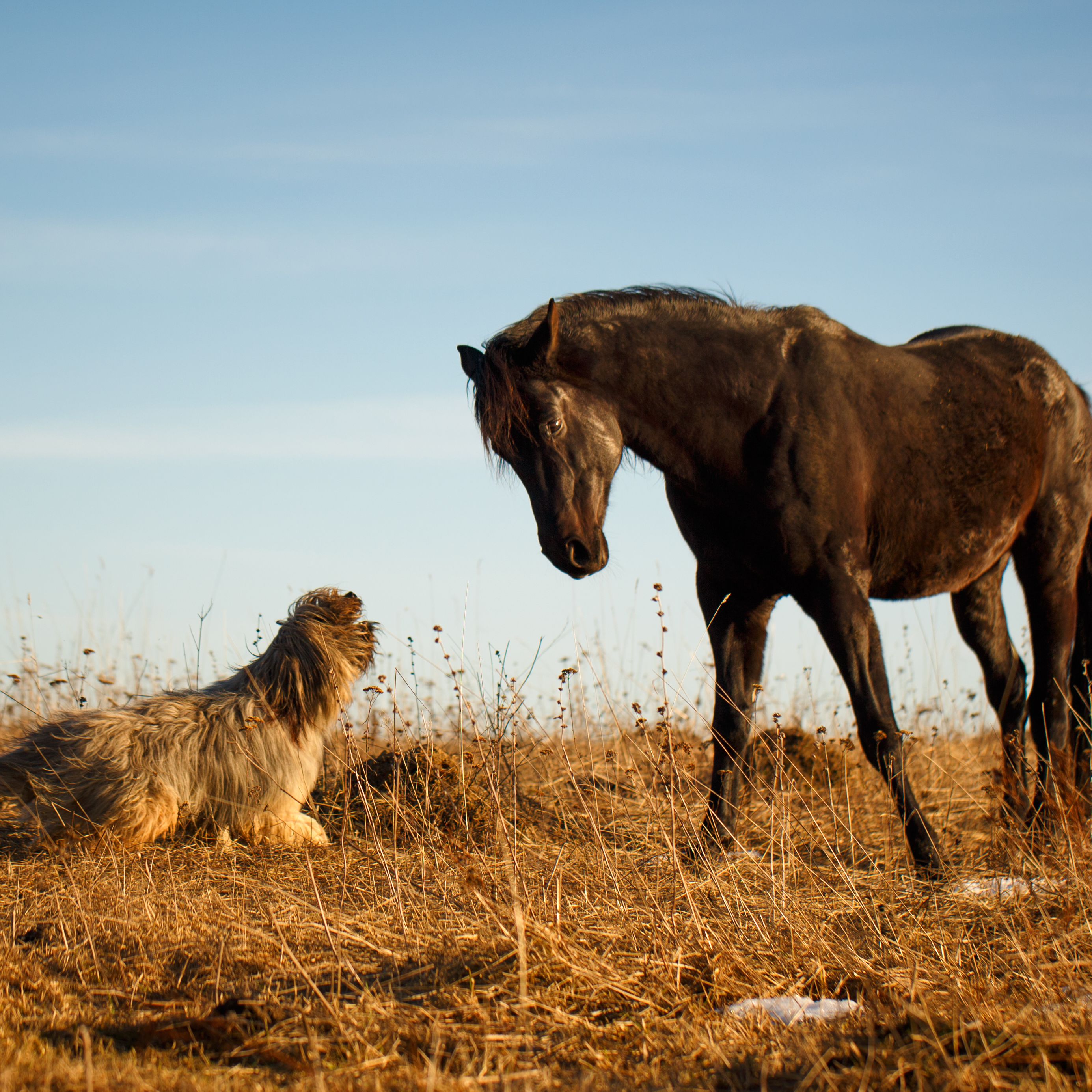 Horse And Dog Pictures Wallpapers