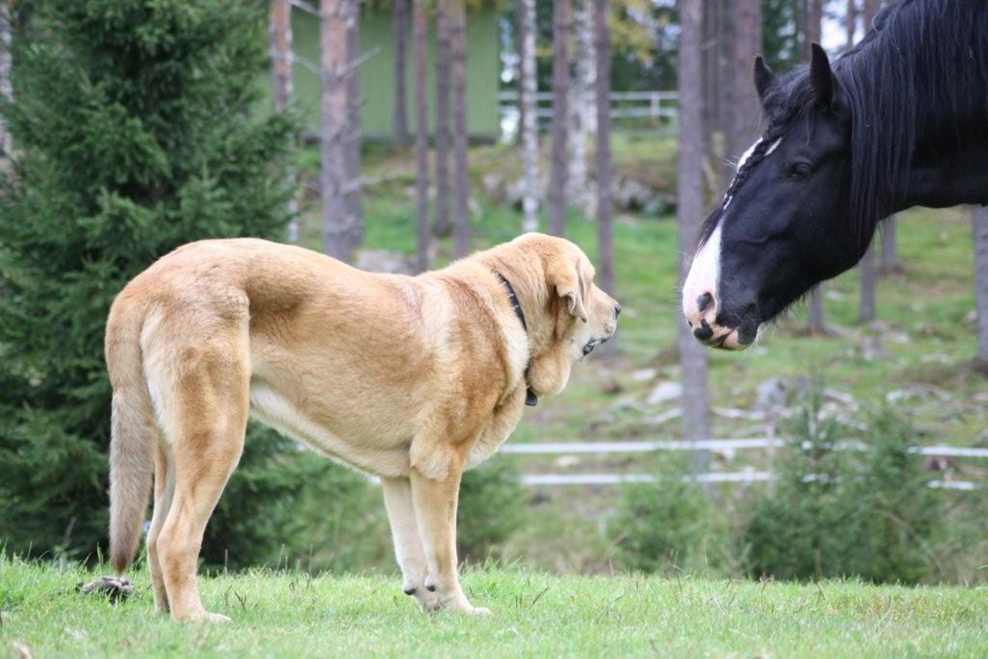 Horse And Dog Pictures Wallpapers