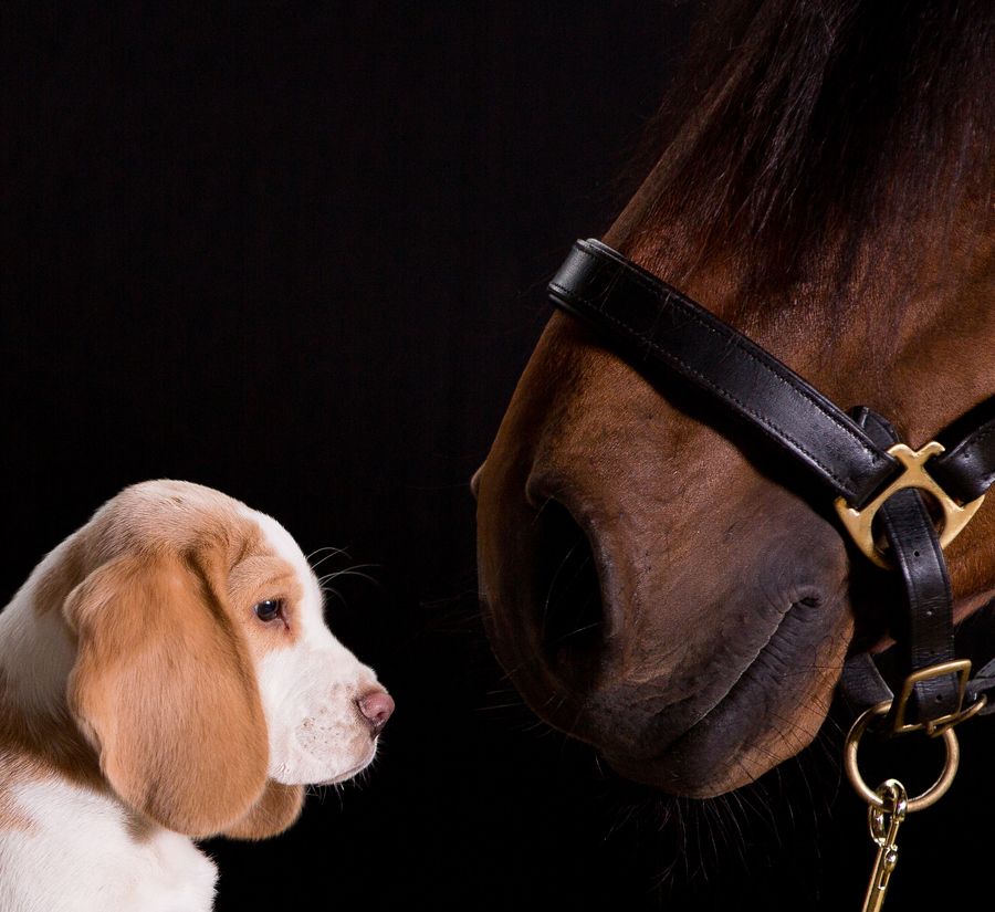 Horse And Dog Pictures Wallpapers