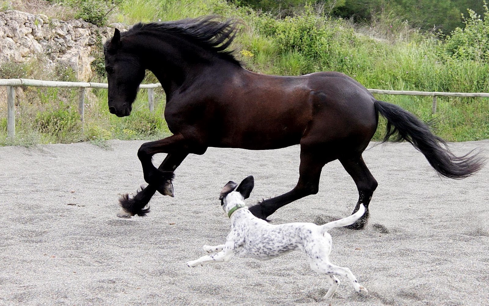 Horse And Dog Pictures Wallpapers