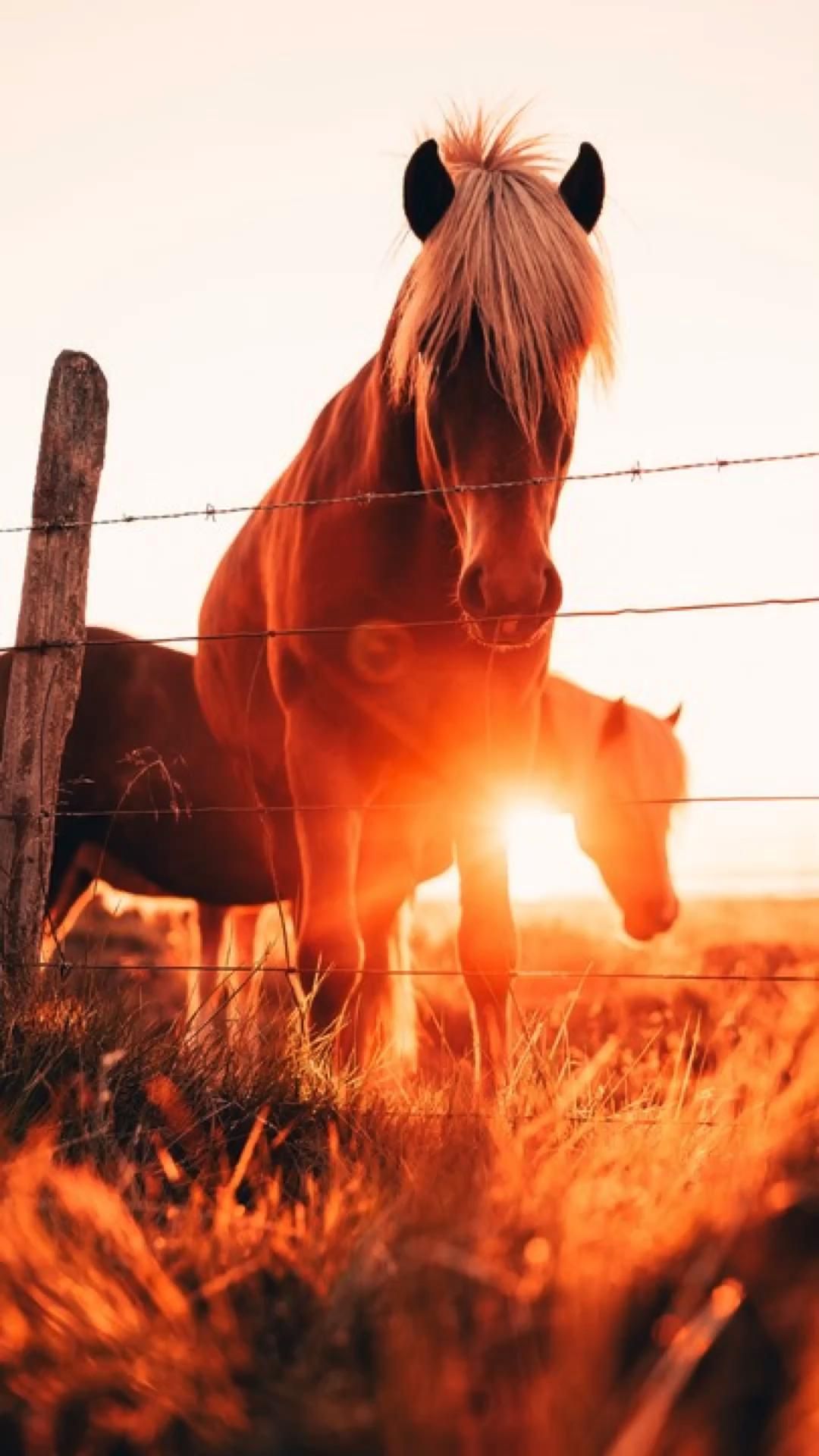 Horse Background