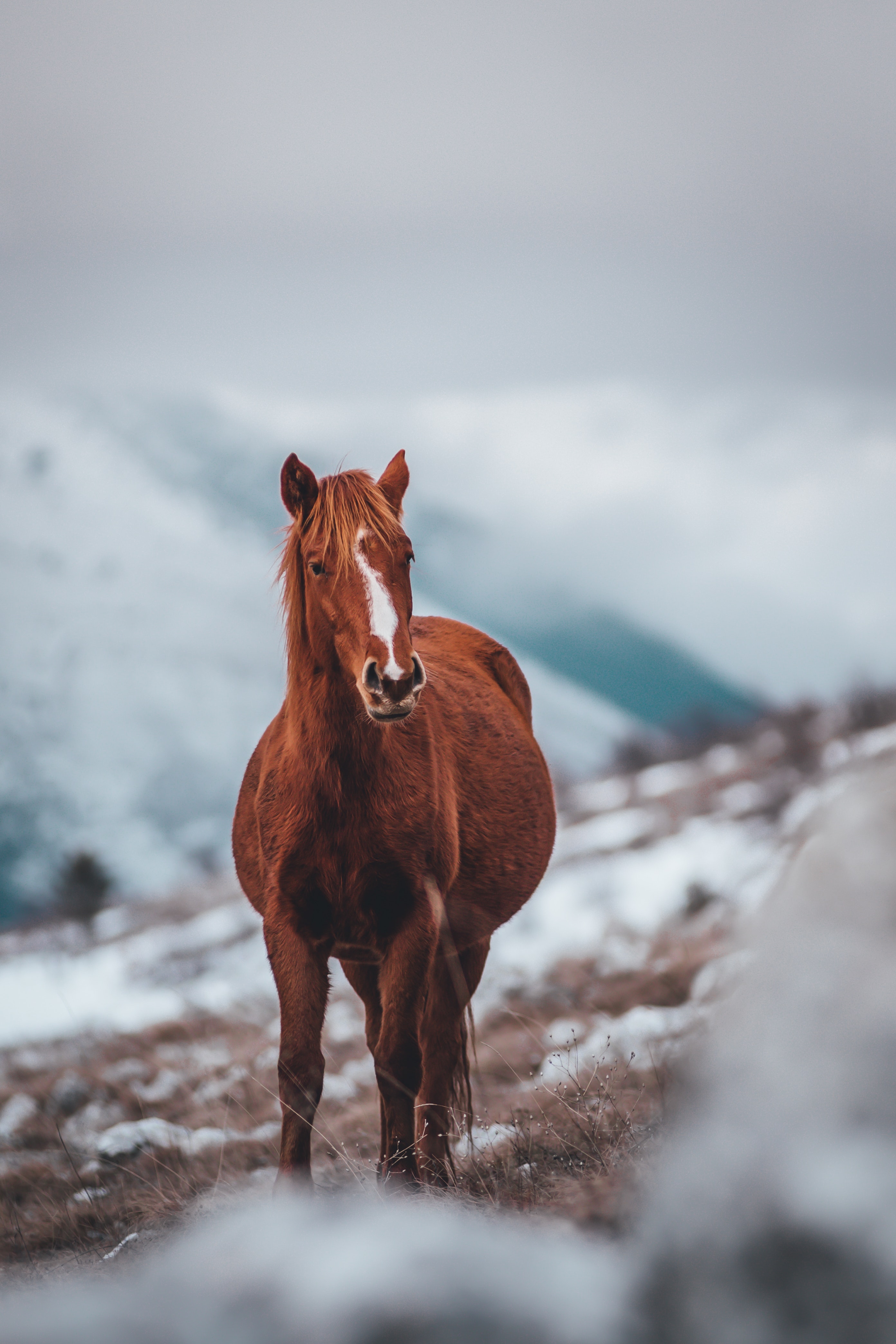 Horse Background