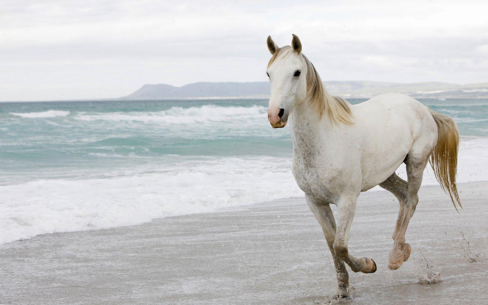 Horse Background