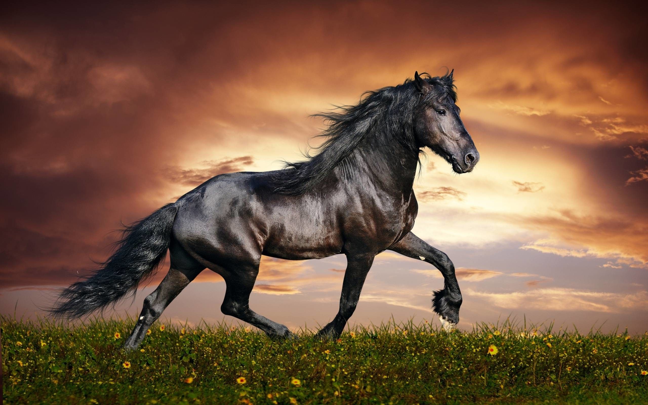 Horse Background