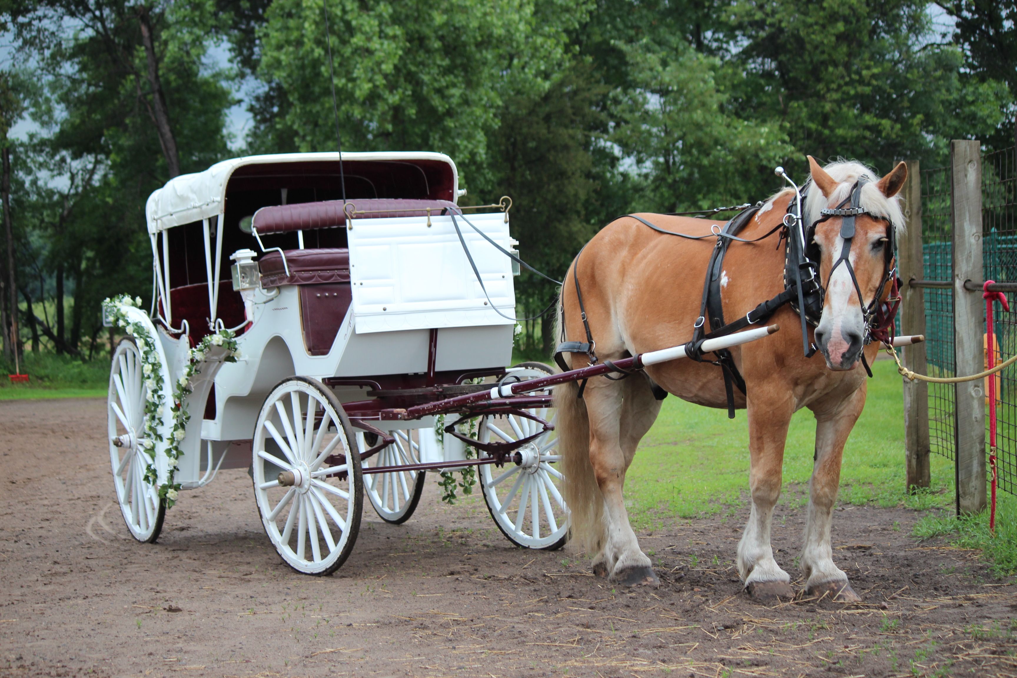 Horse Drawn Vehicle Wallpapers