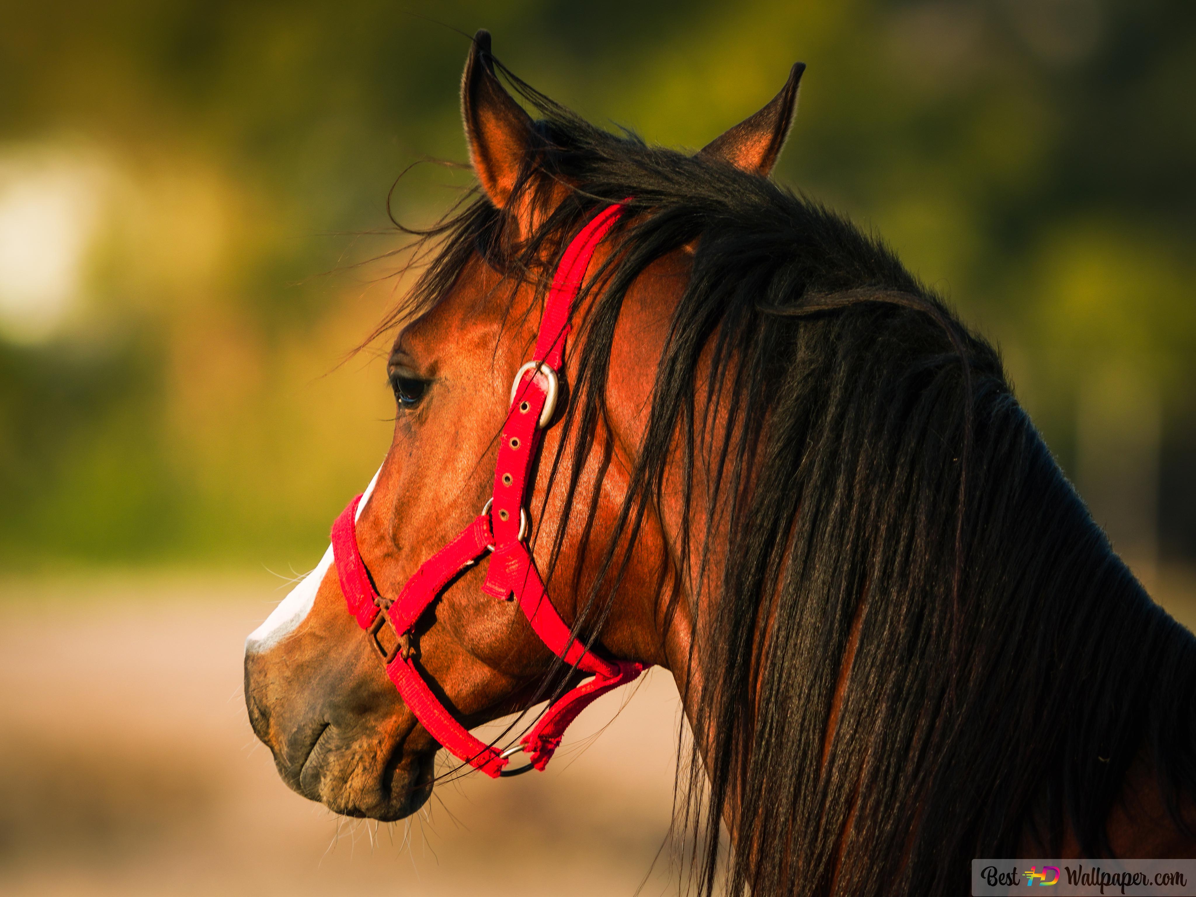 Horse For Computer Wallpapers