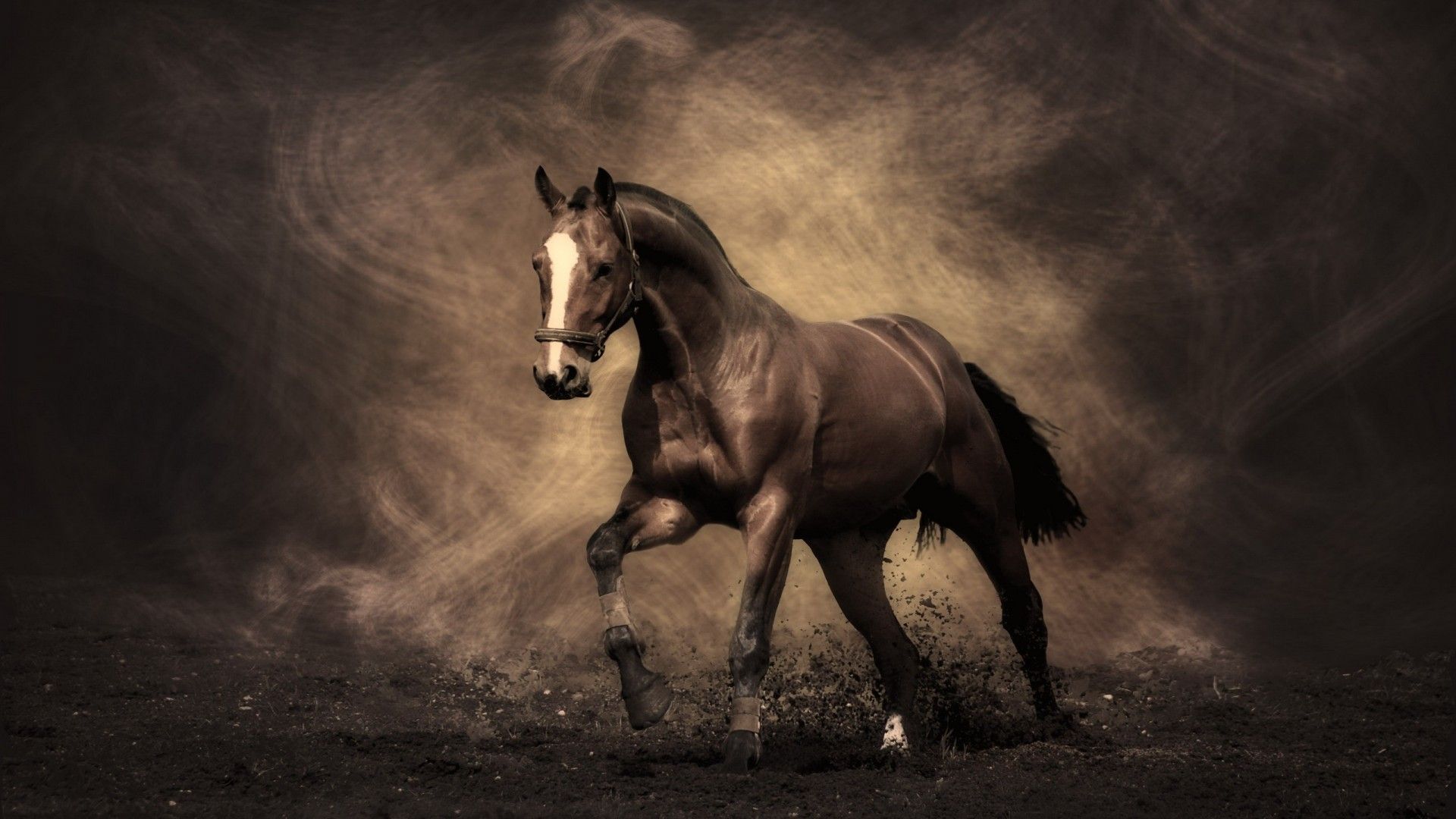 Horse For Computer Wallpapers