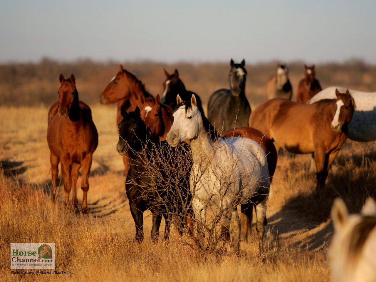 Horse Ranch Wallpapers