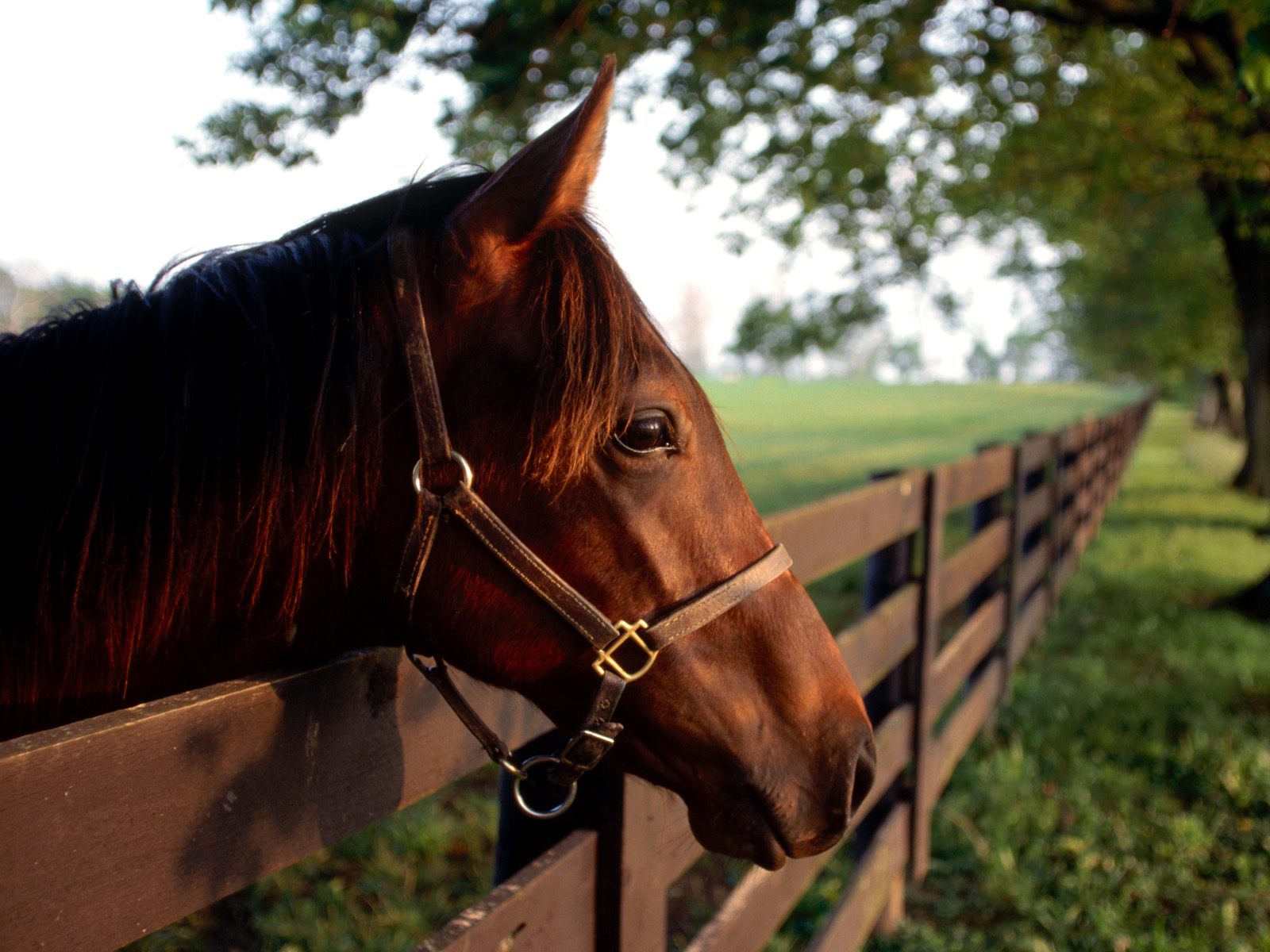 Horse Ranch Wallpapers