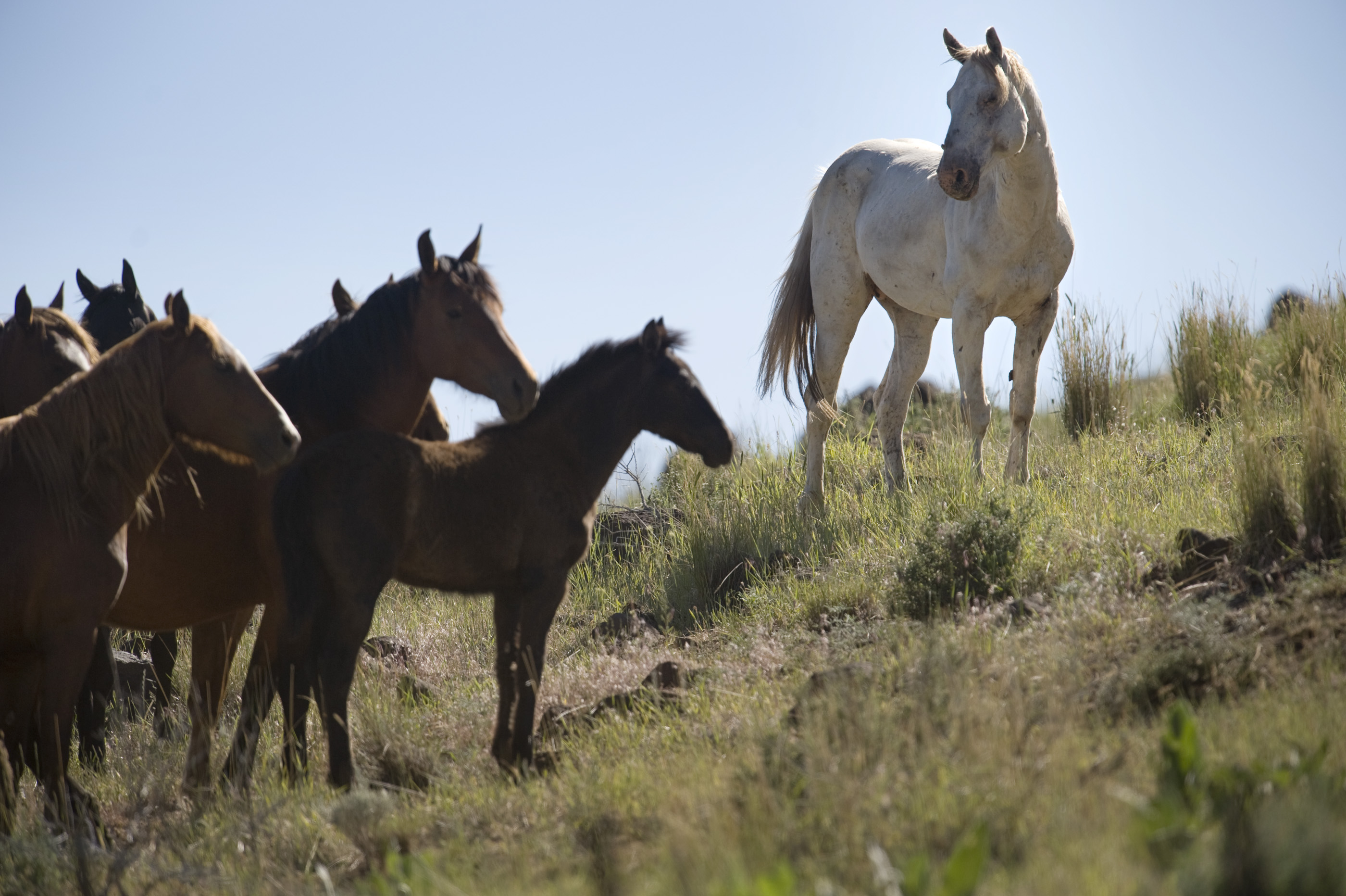 Horse The Band Wallpapers