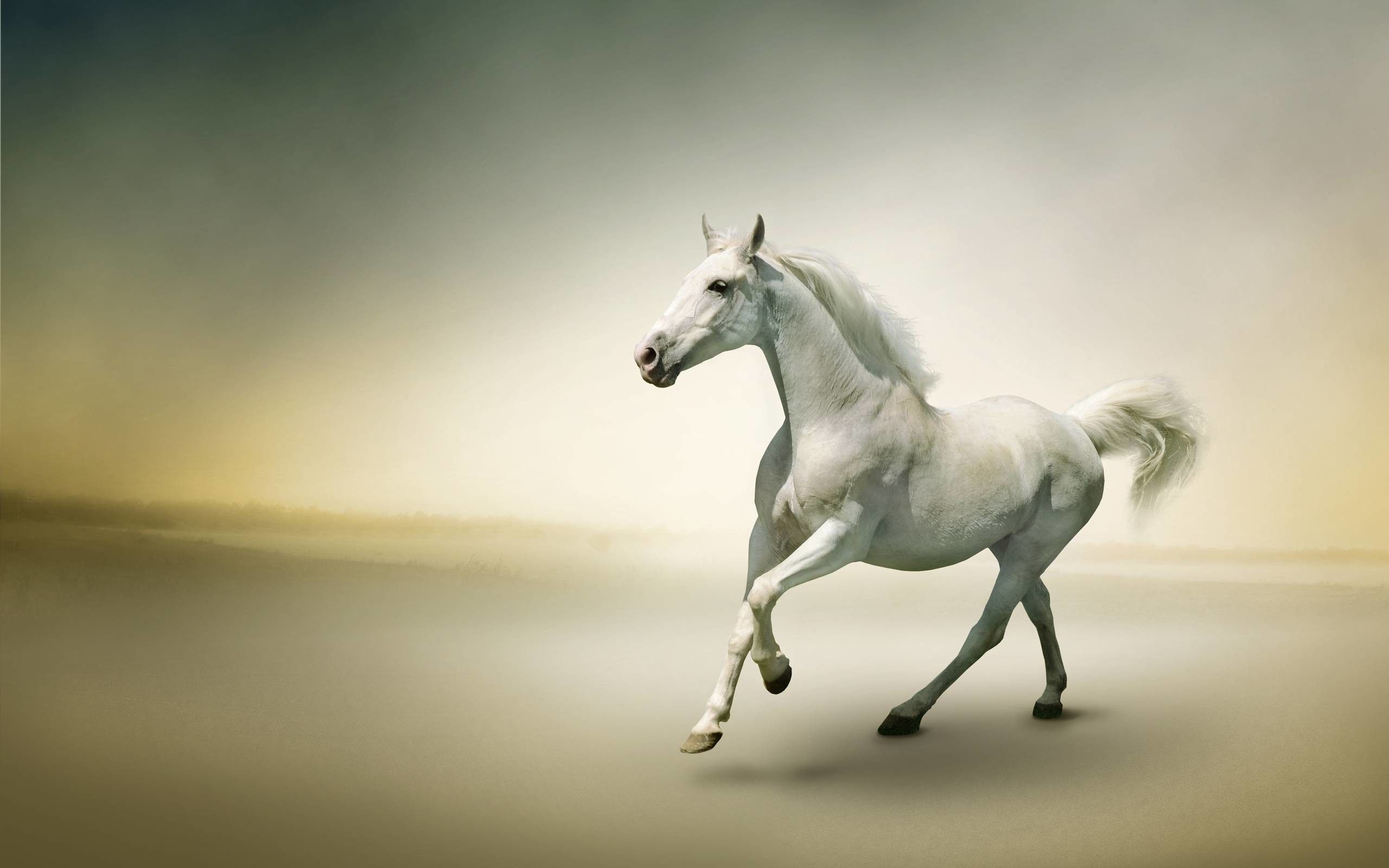 Horse White Wallpapers