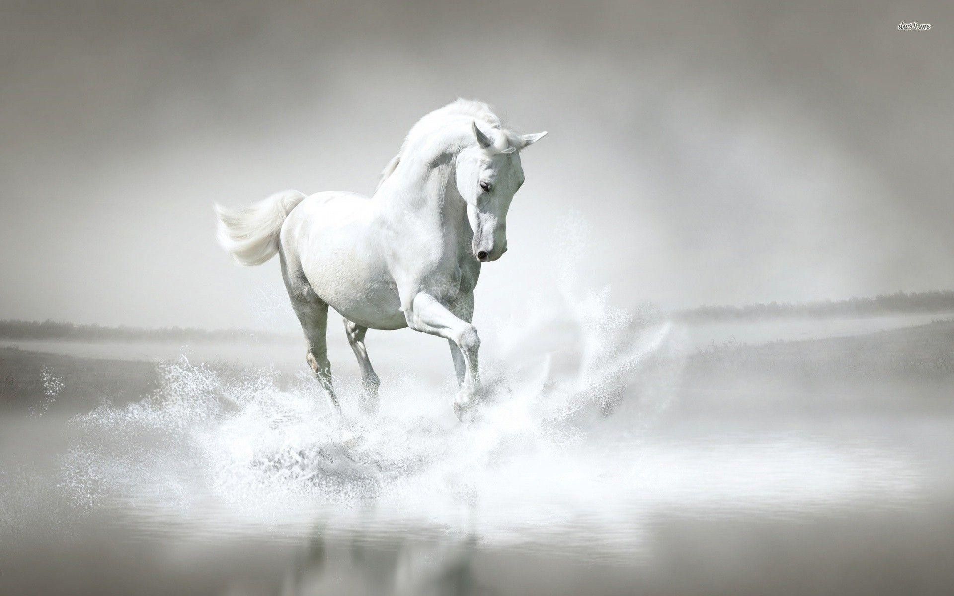 Horse White Wallpapers