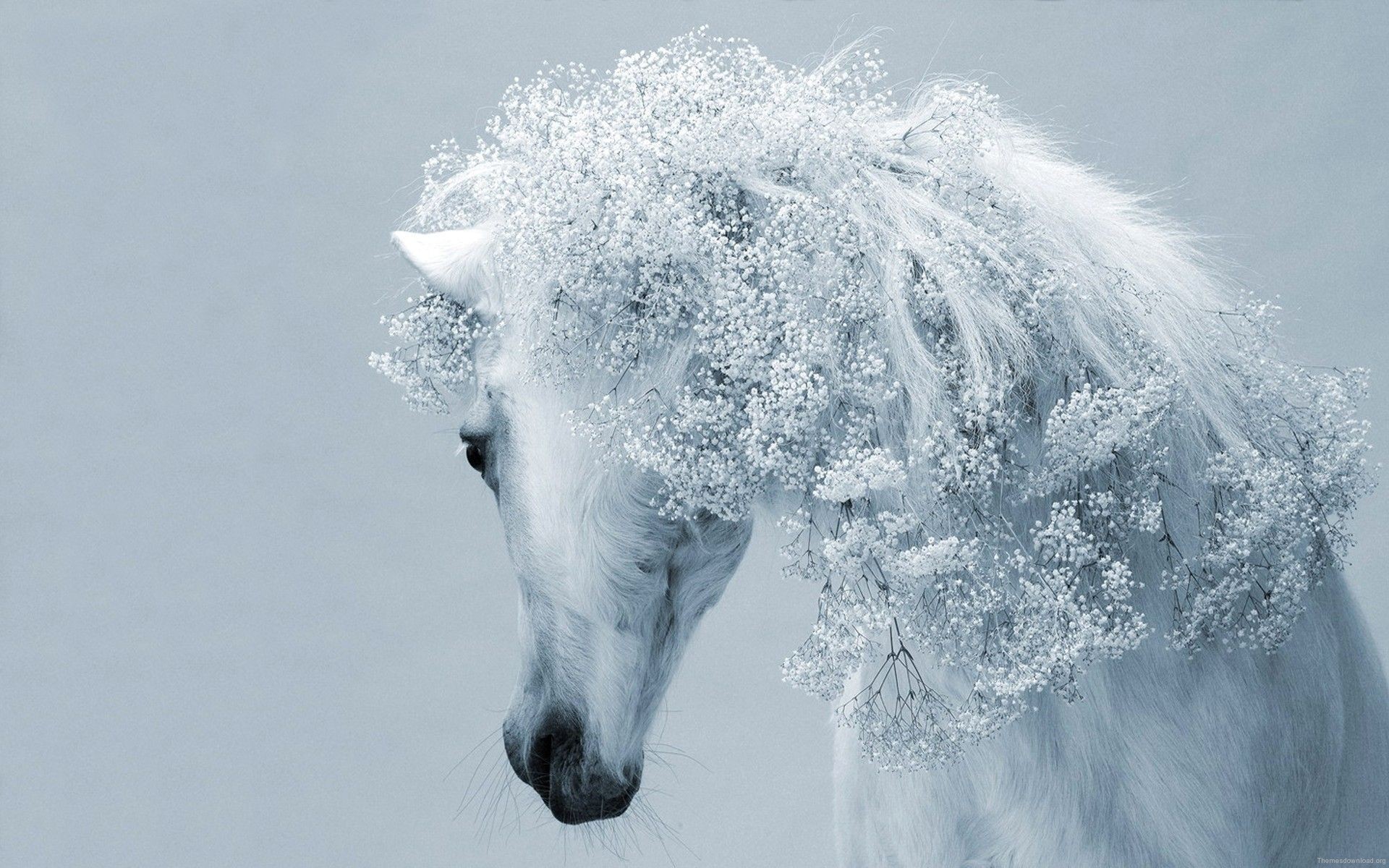 Horse White Wallpapers