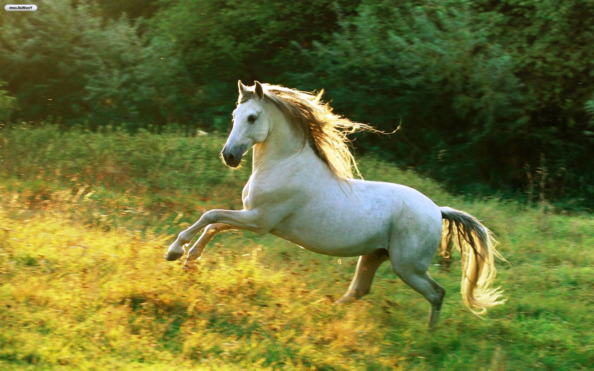 Horse White Wallpapers