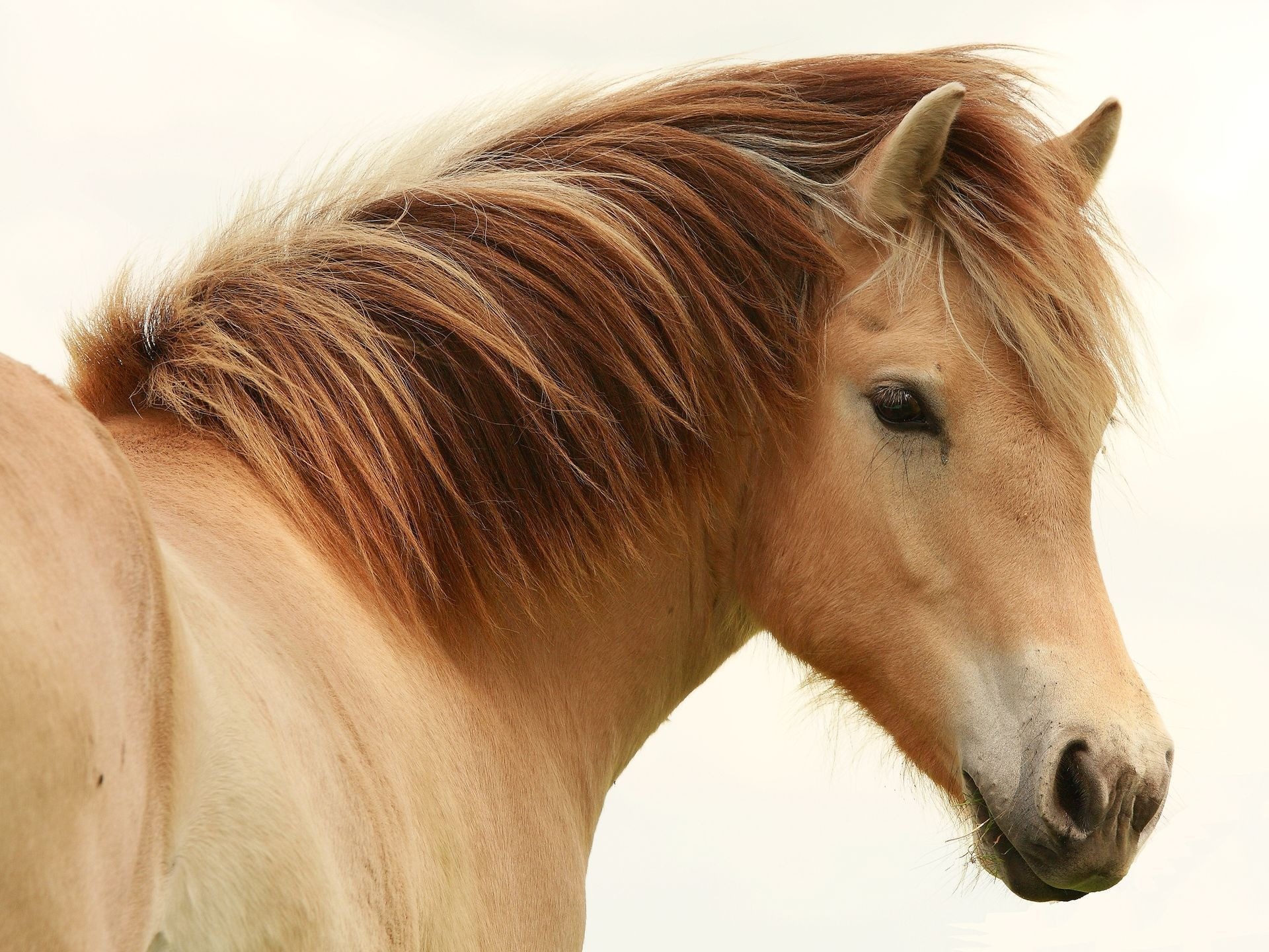 Horse White Wallpapers