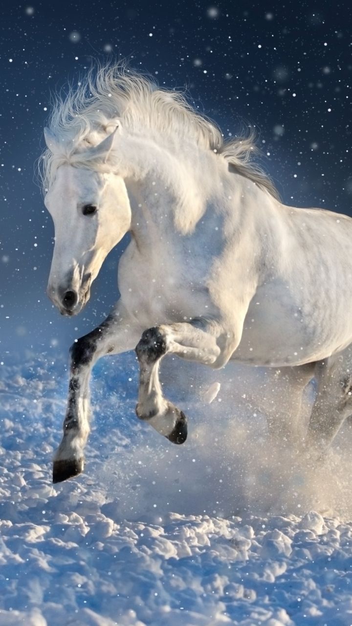 Horse White Wallpapers