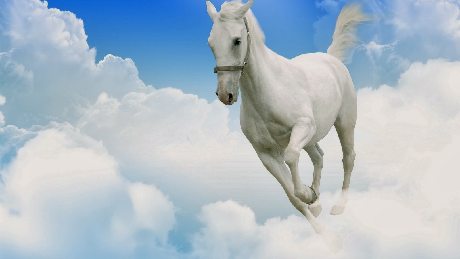 Horse White Wallpapers