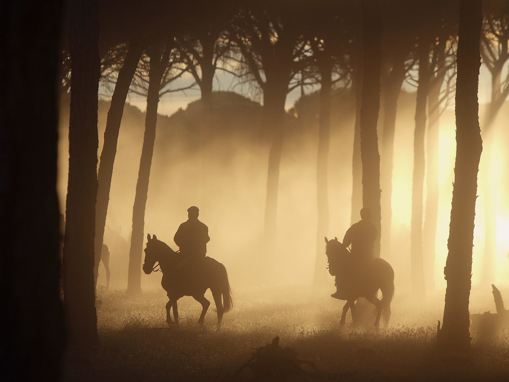 Horseman In Forest Dark Night Wallpapers