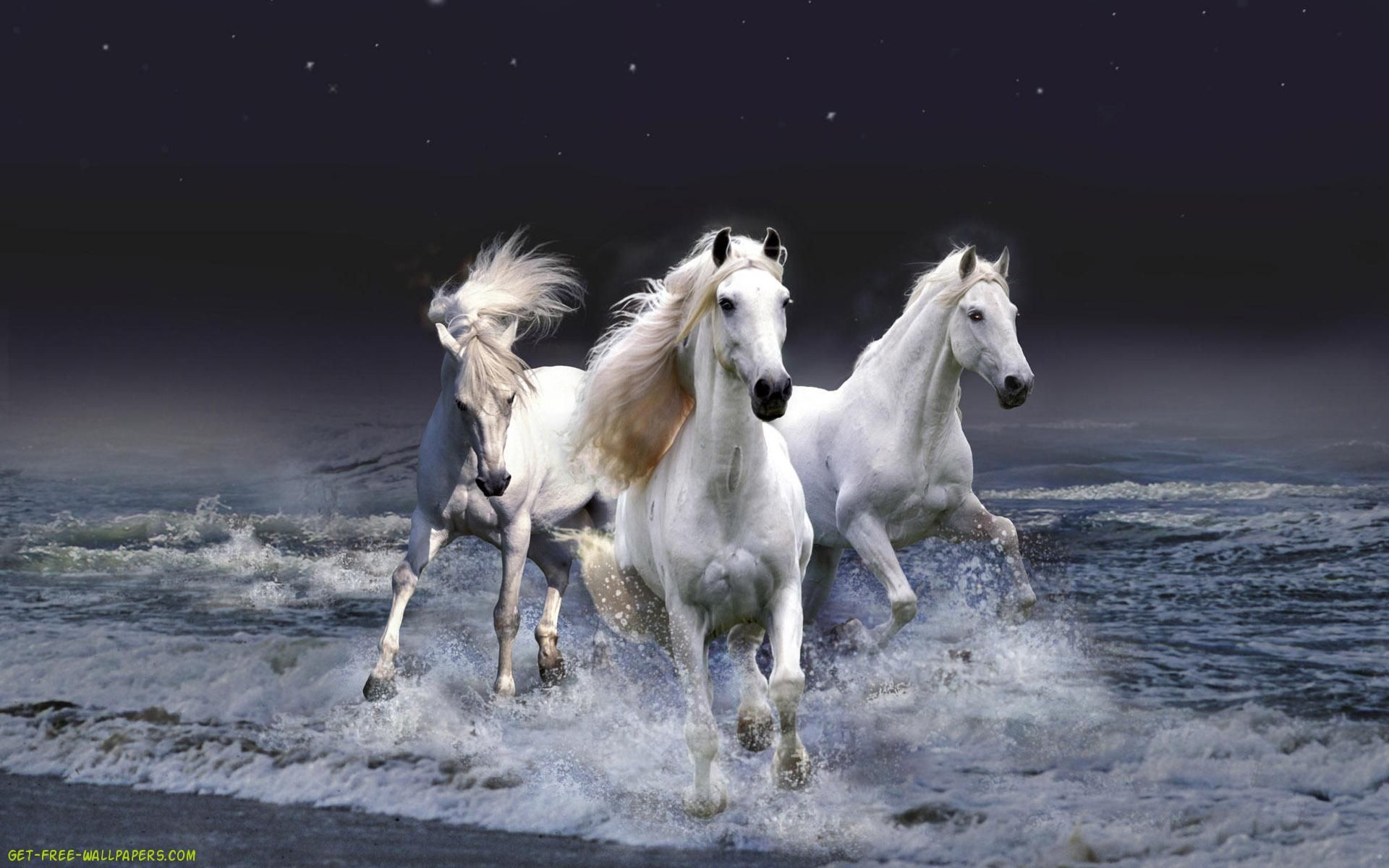 Horses Backgrounds