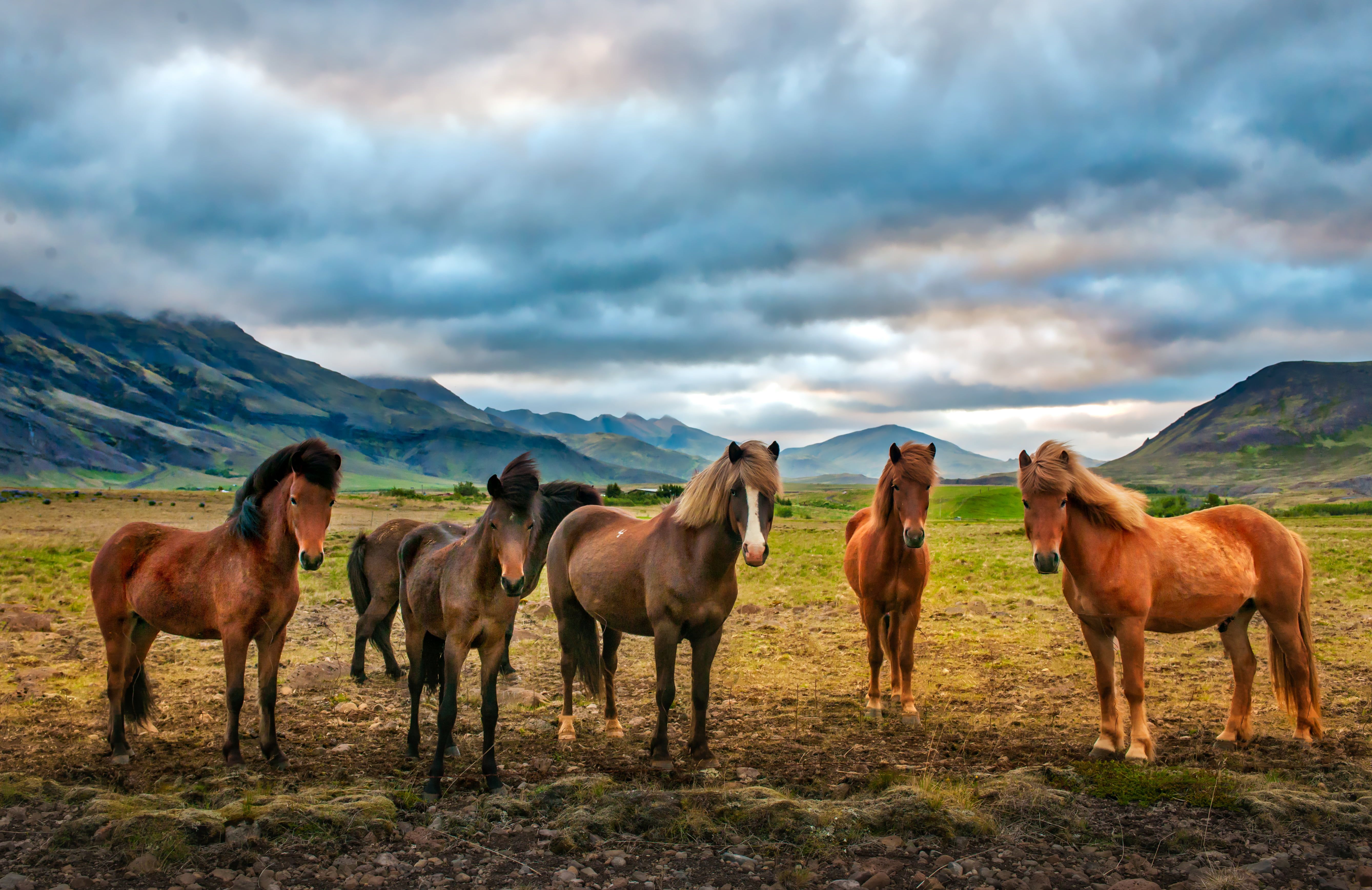 Horses Backgrounds