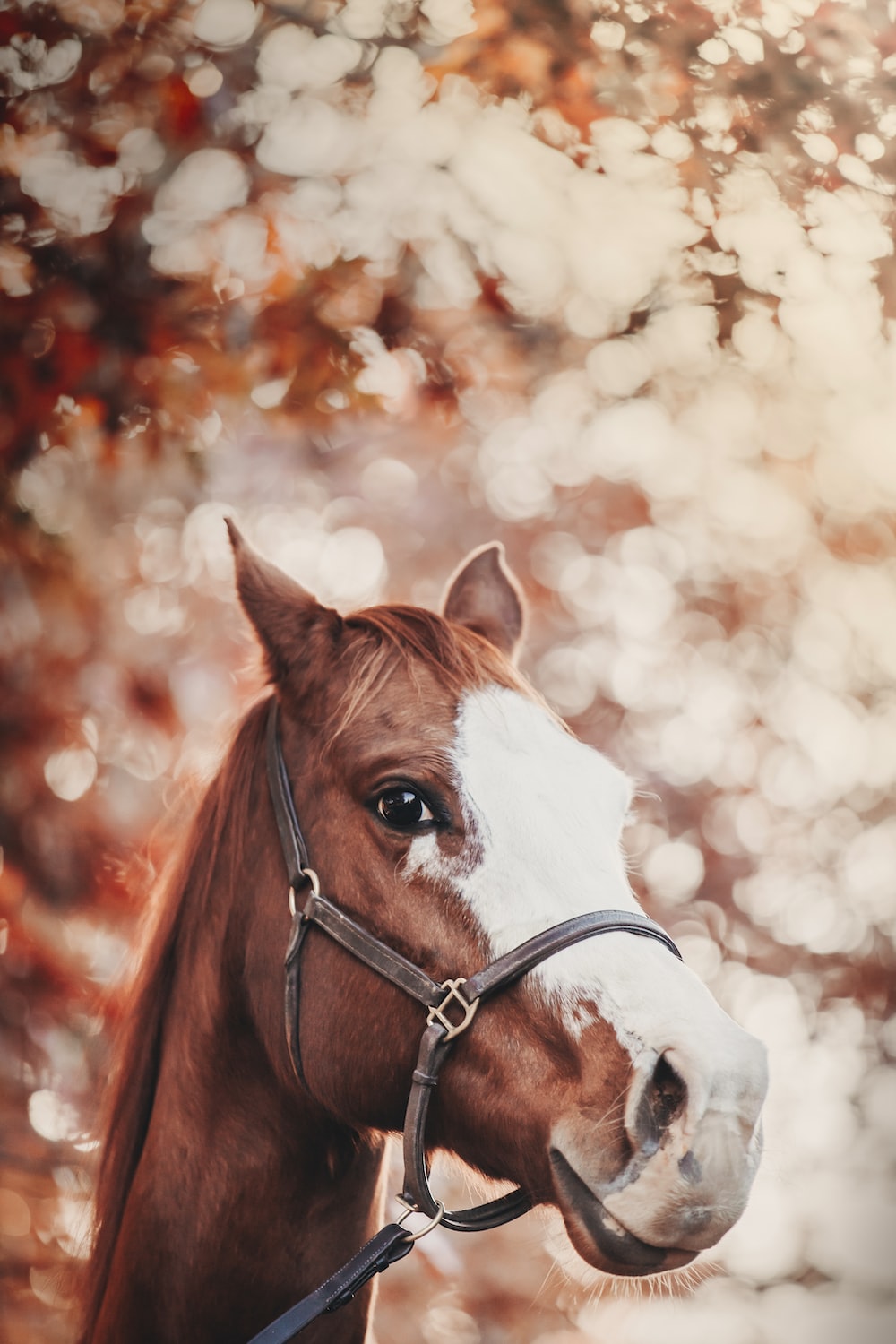 Horses Backgrounds