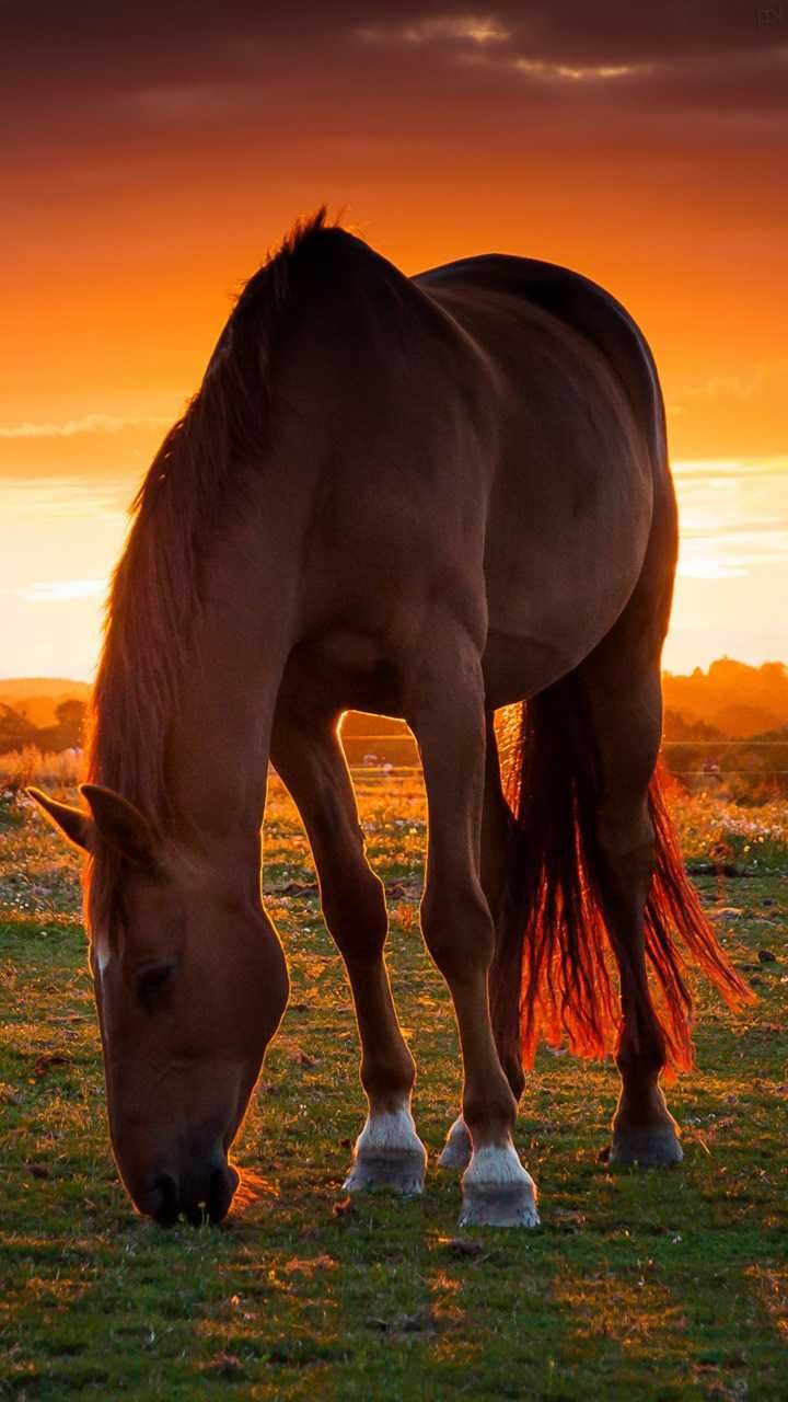 Horses Backgrounds