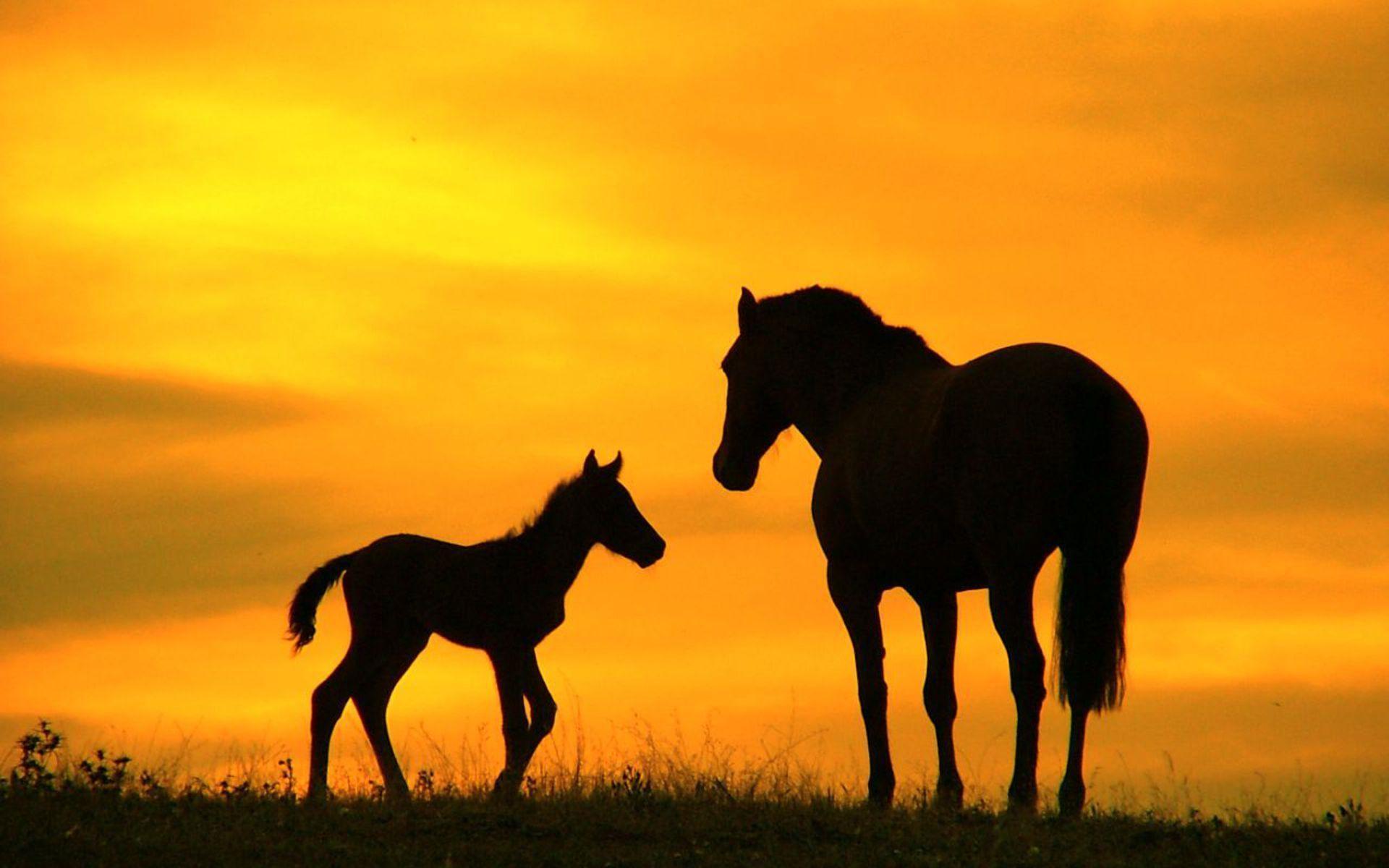 Horses Backgrounds