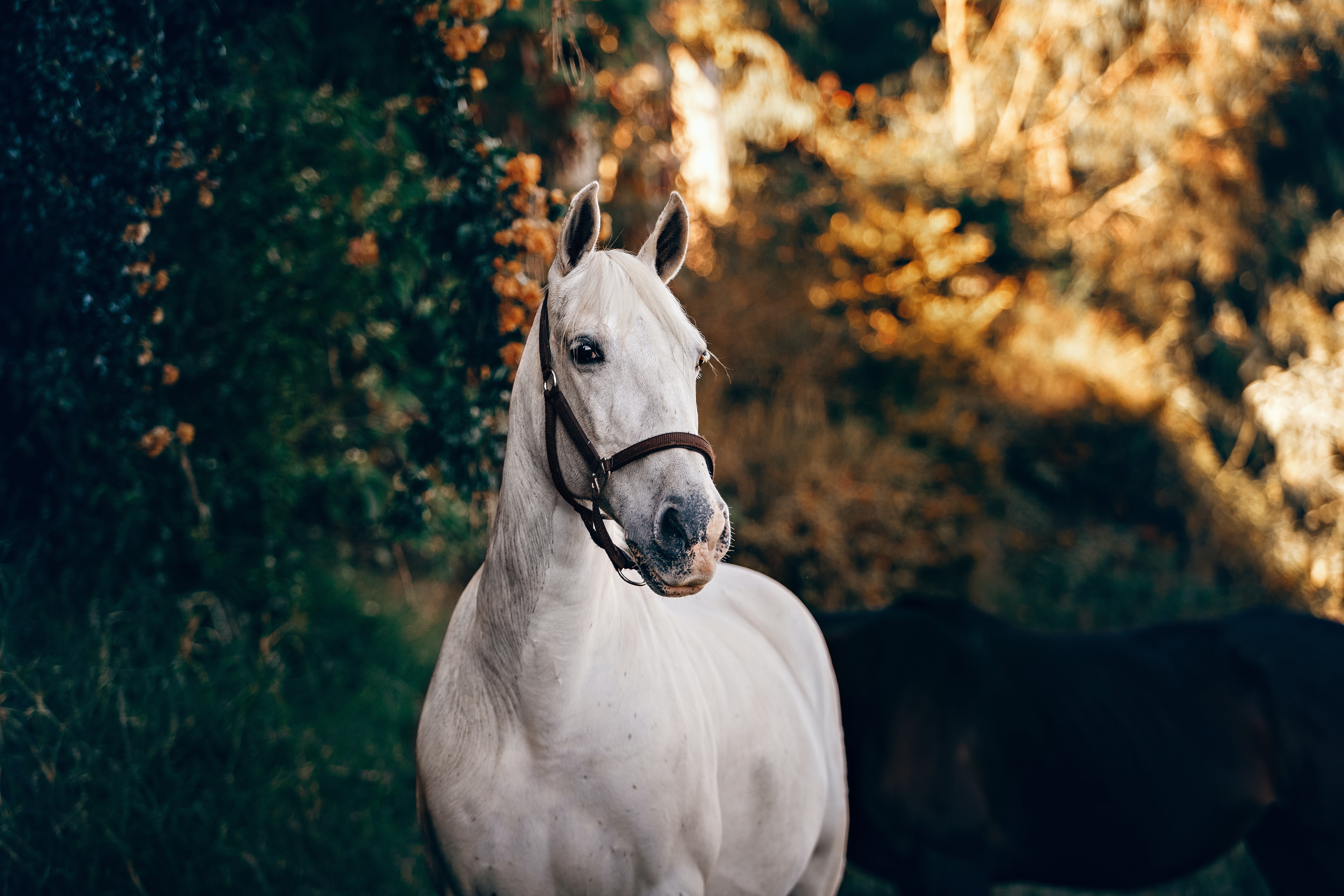 Horses Backgrounds