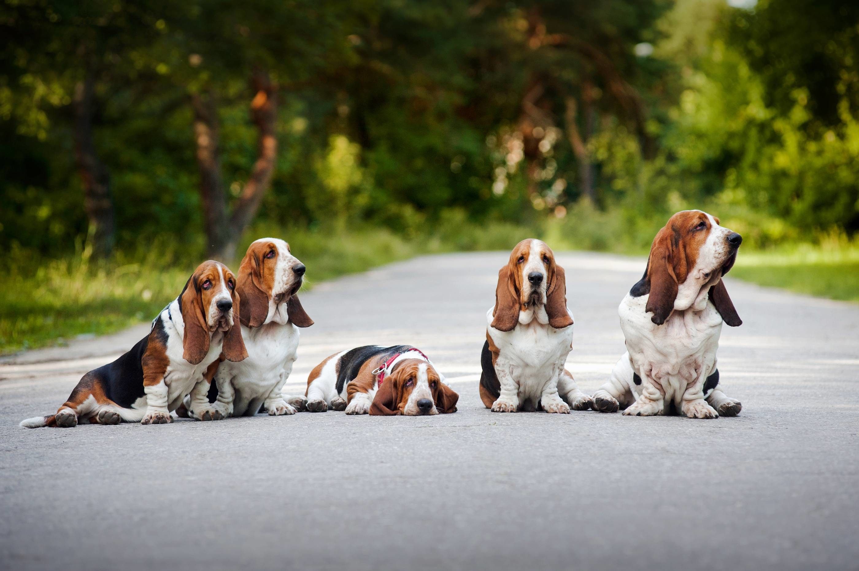 Hound Dog Wallpapers