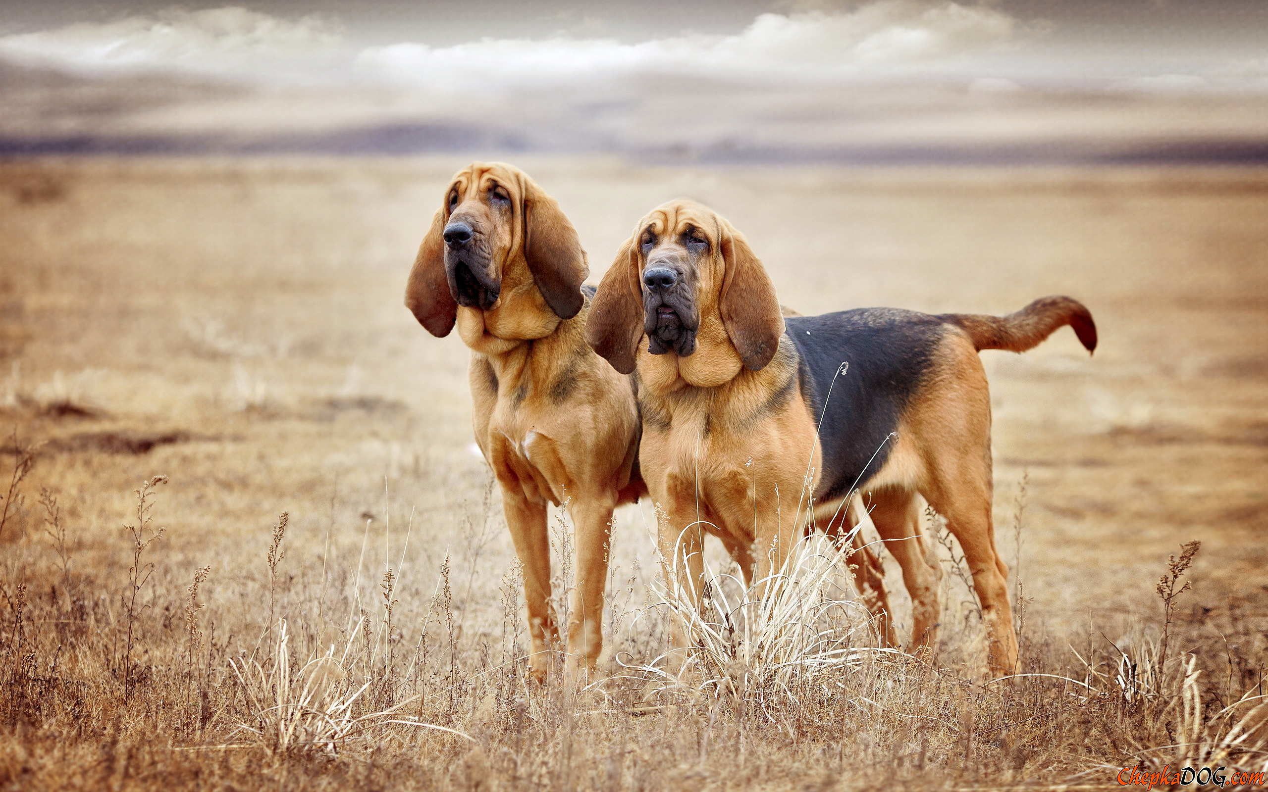 Hound Dog Wallpapers