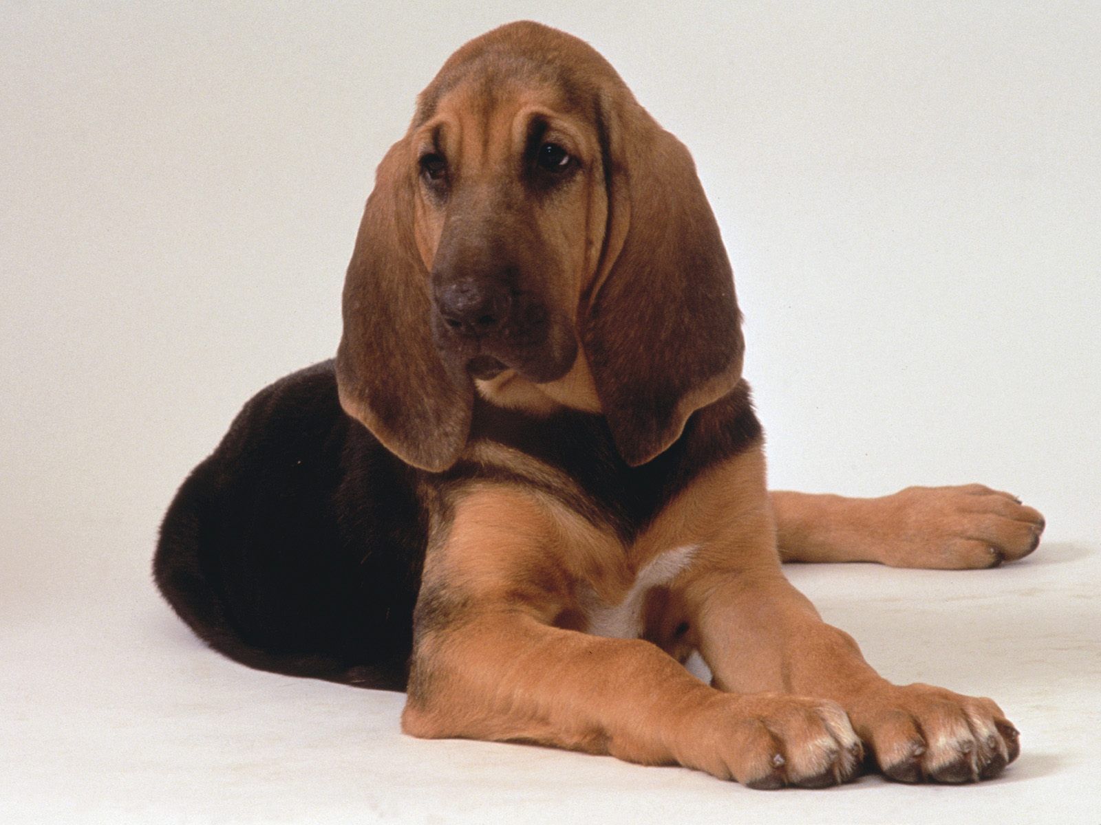 Hound Dog Wallpapers