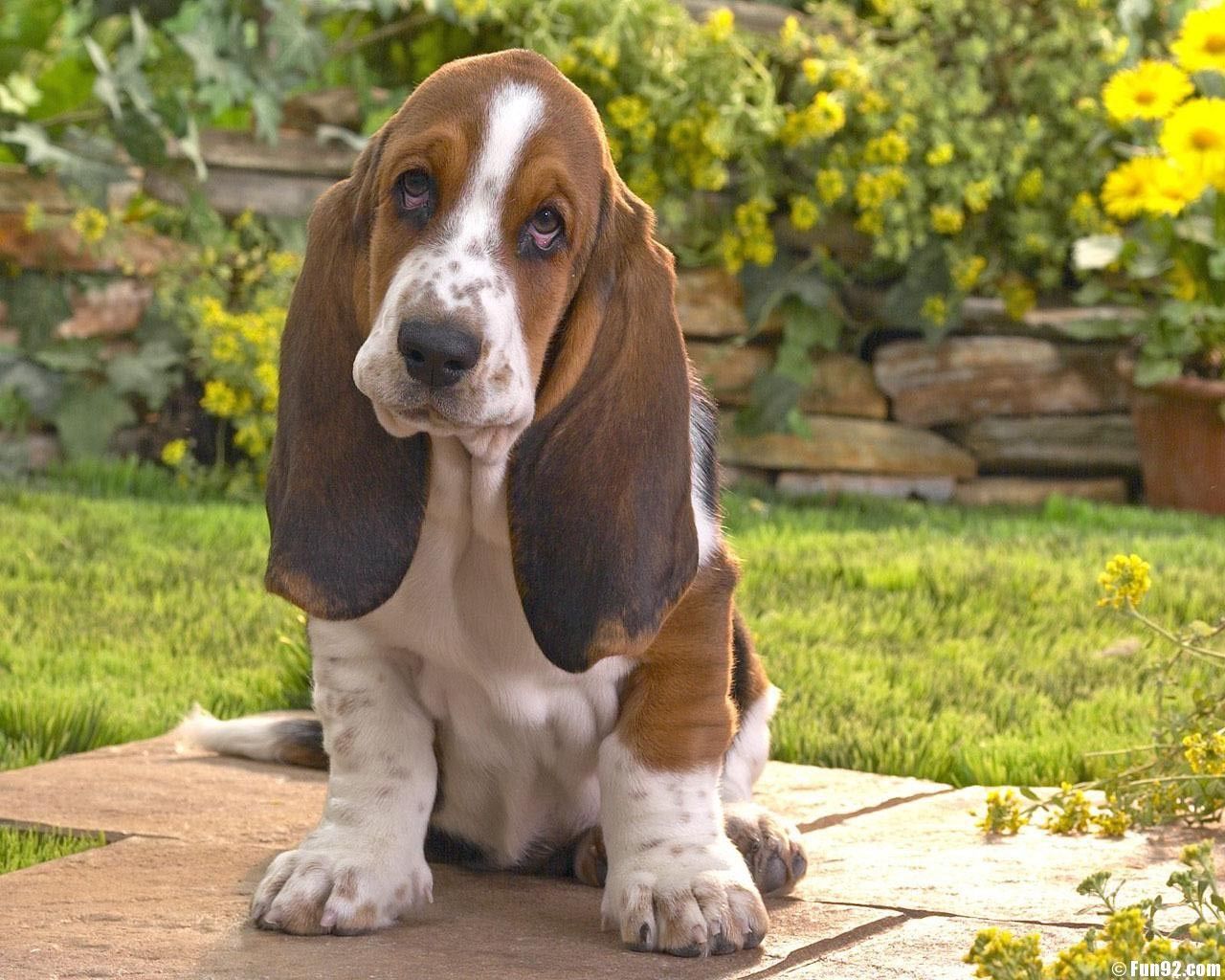 Hound Dog Wallpapers